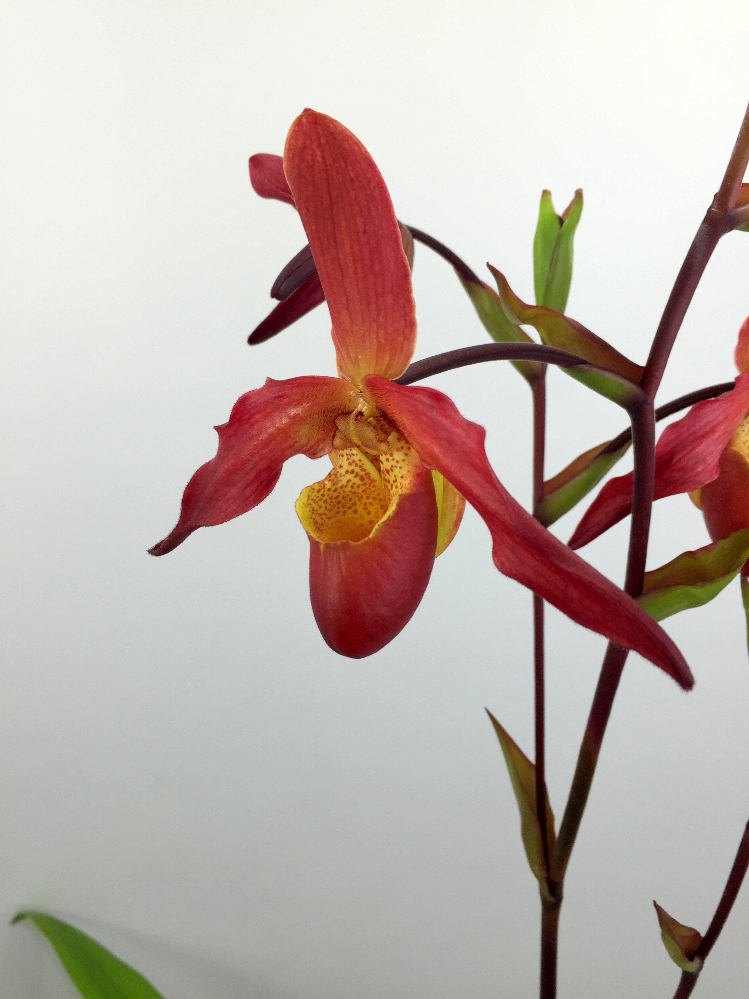 Phragmipedium Living Fire "Big Plant"