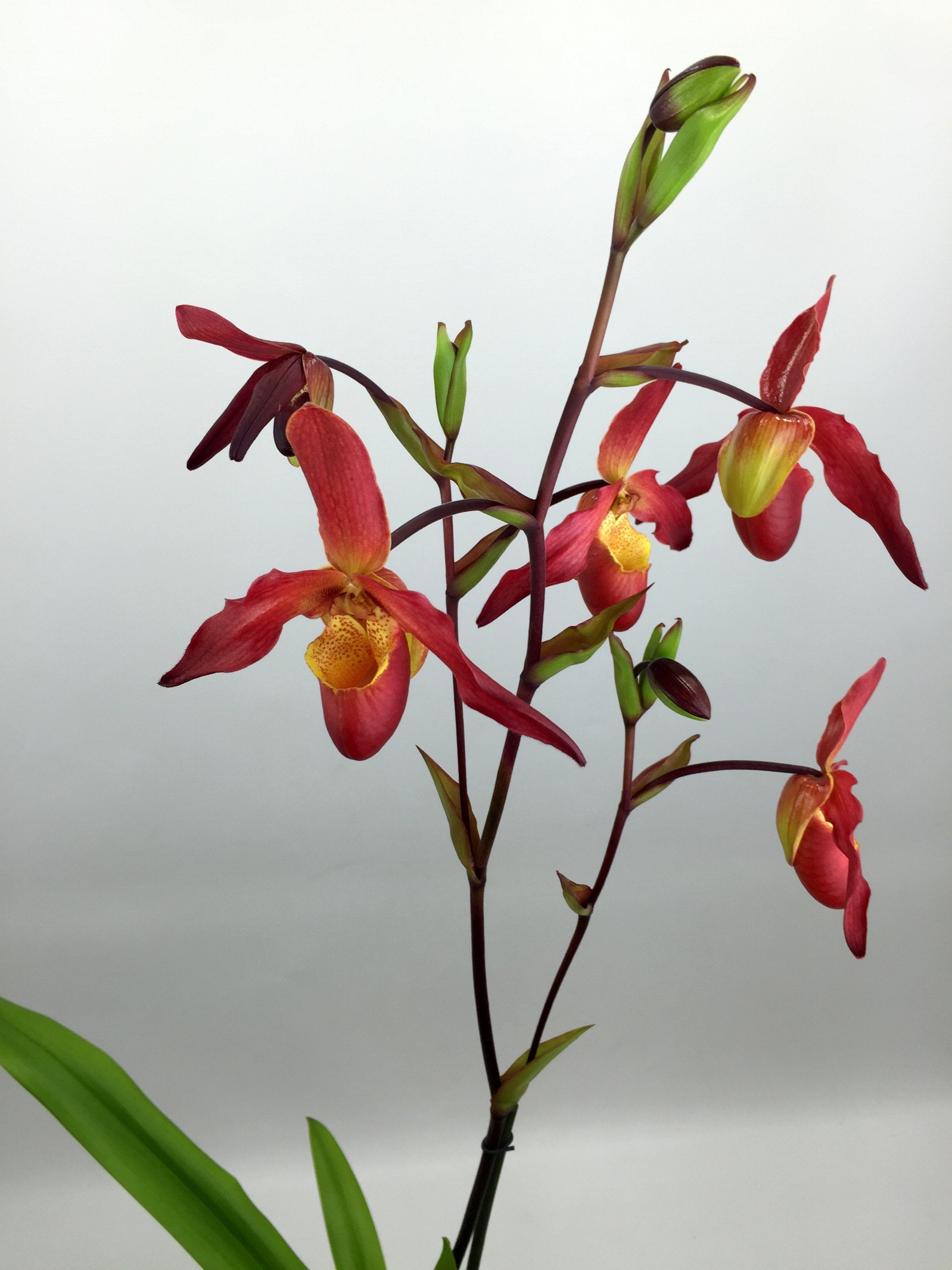 Phragmipedium Living Fire "Big Plant"