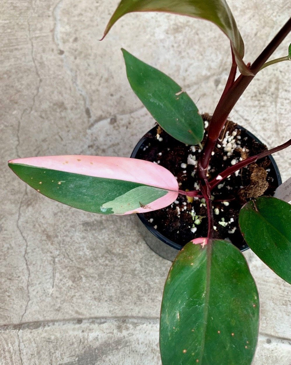 Philodendron Pink Princess (nicht viel pink im Moment)