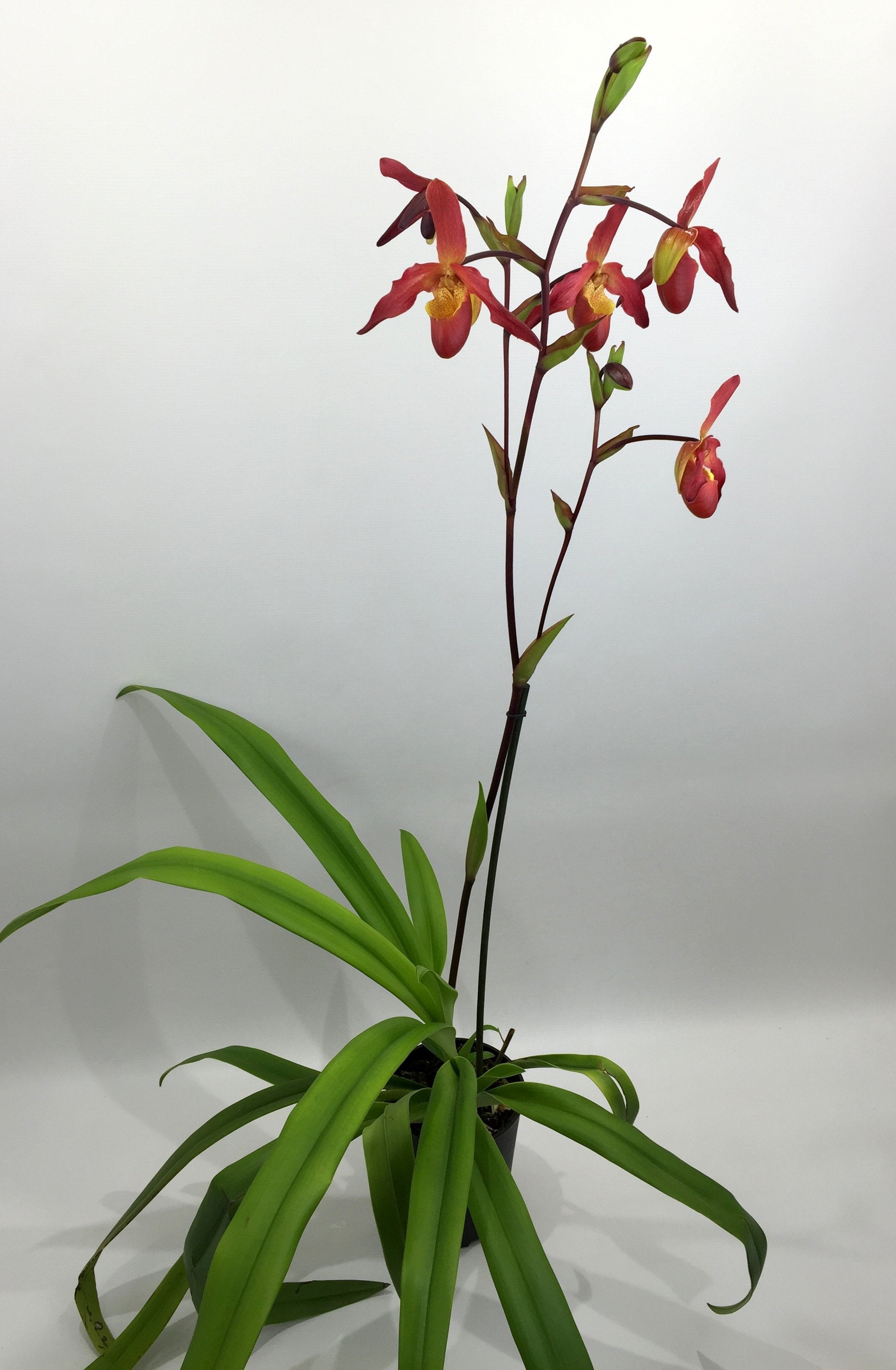 Phragmipedium Living Fire "Big Plant"