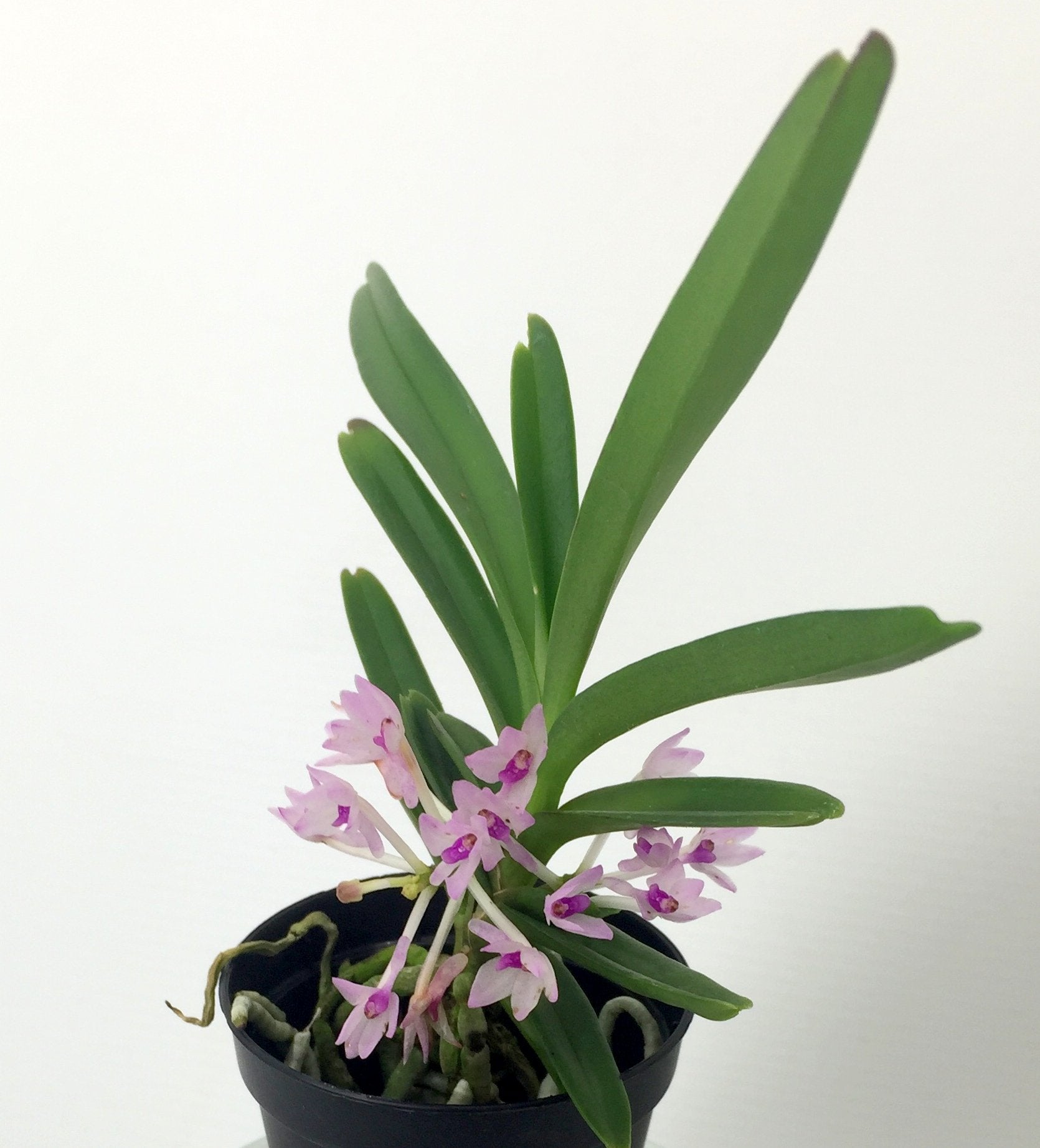 Vanda nana