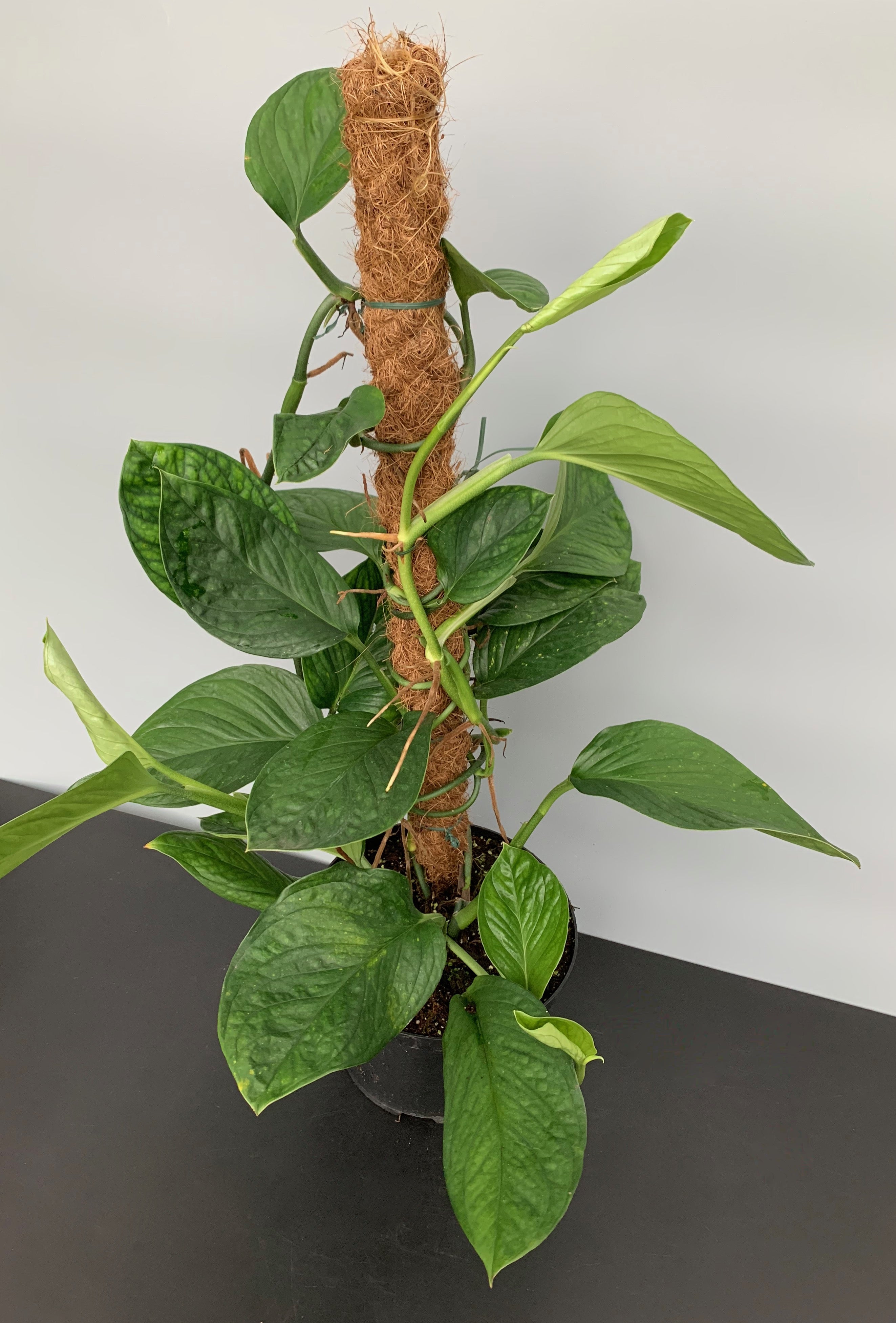 Monstera Siam Spiderman "Big Plant"