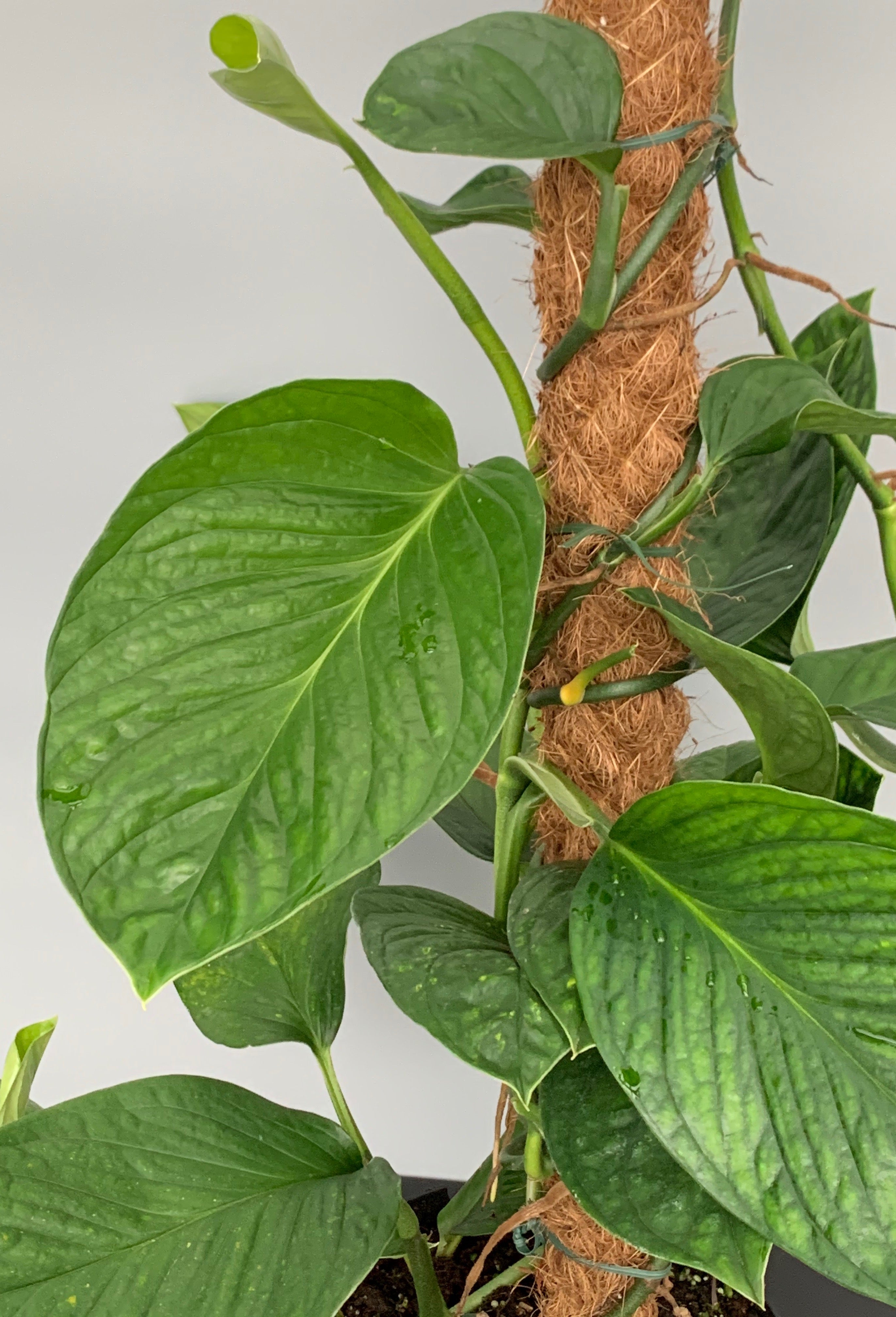 Monstera Siam Spiderman "Big Plant"