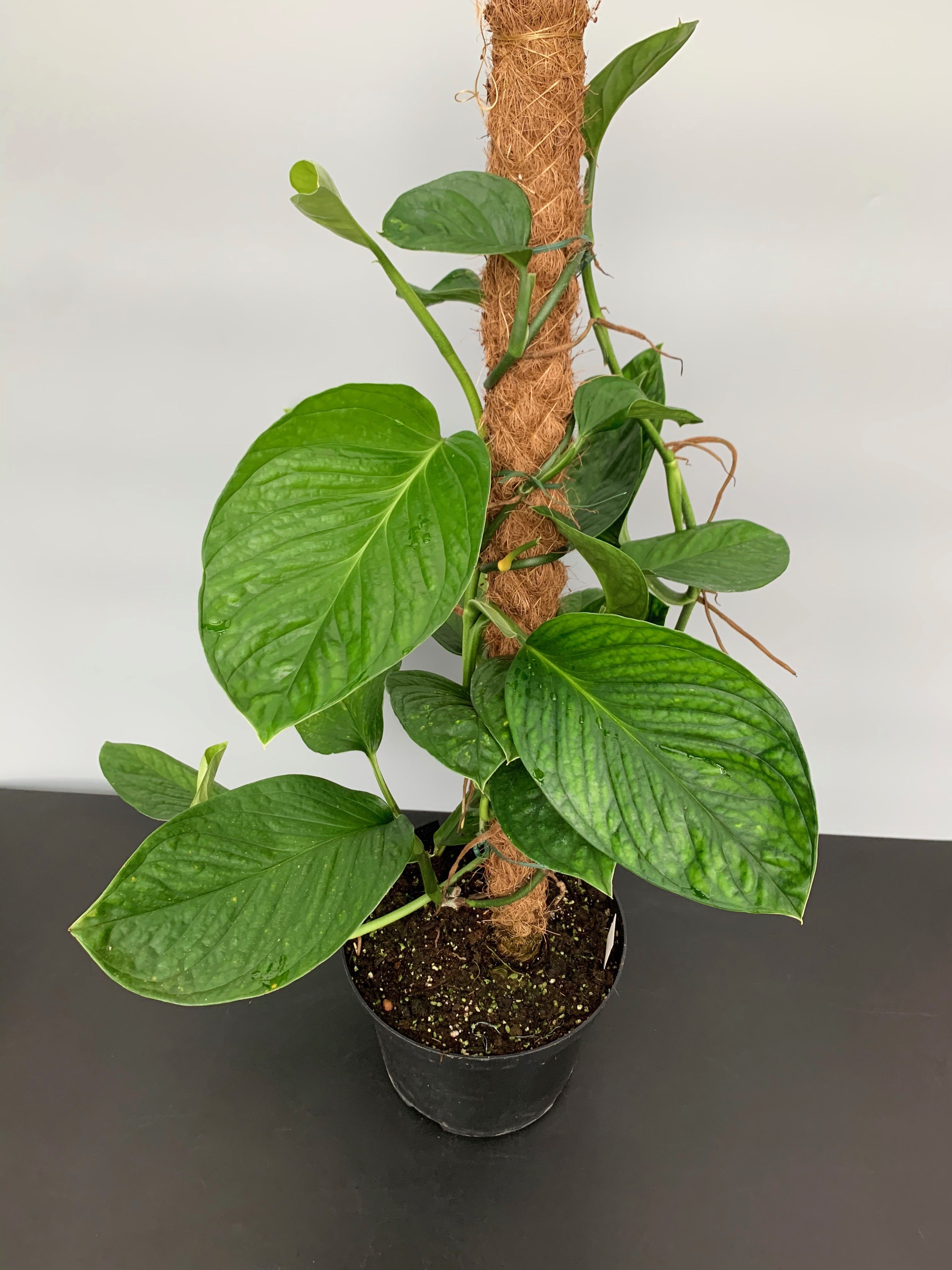 Monstera Siam Spiderman "Big Plant"