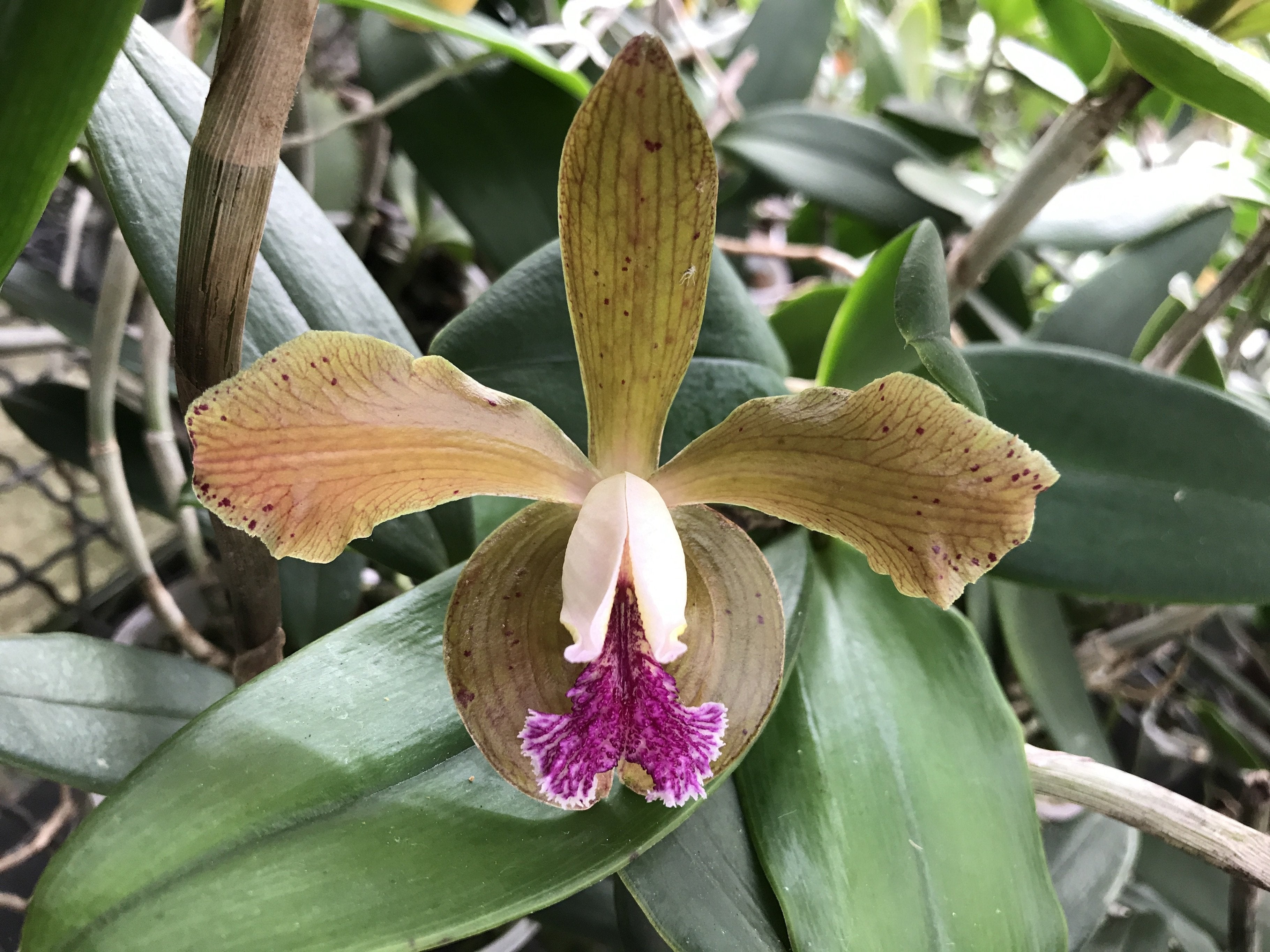 Cattleya schofieldiana