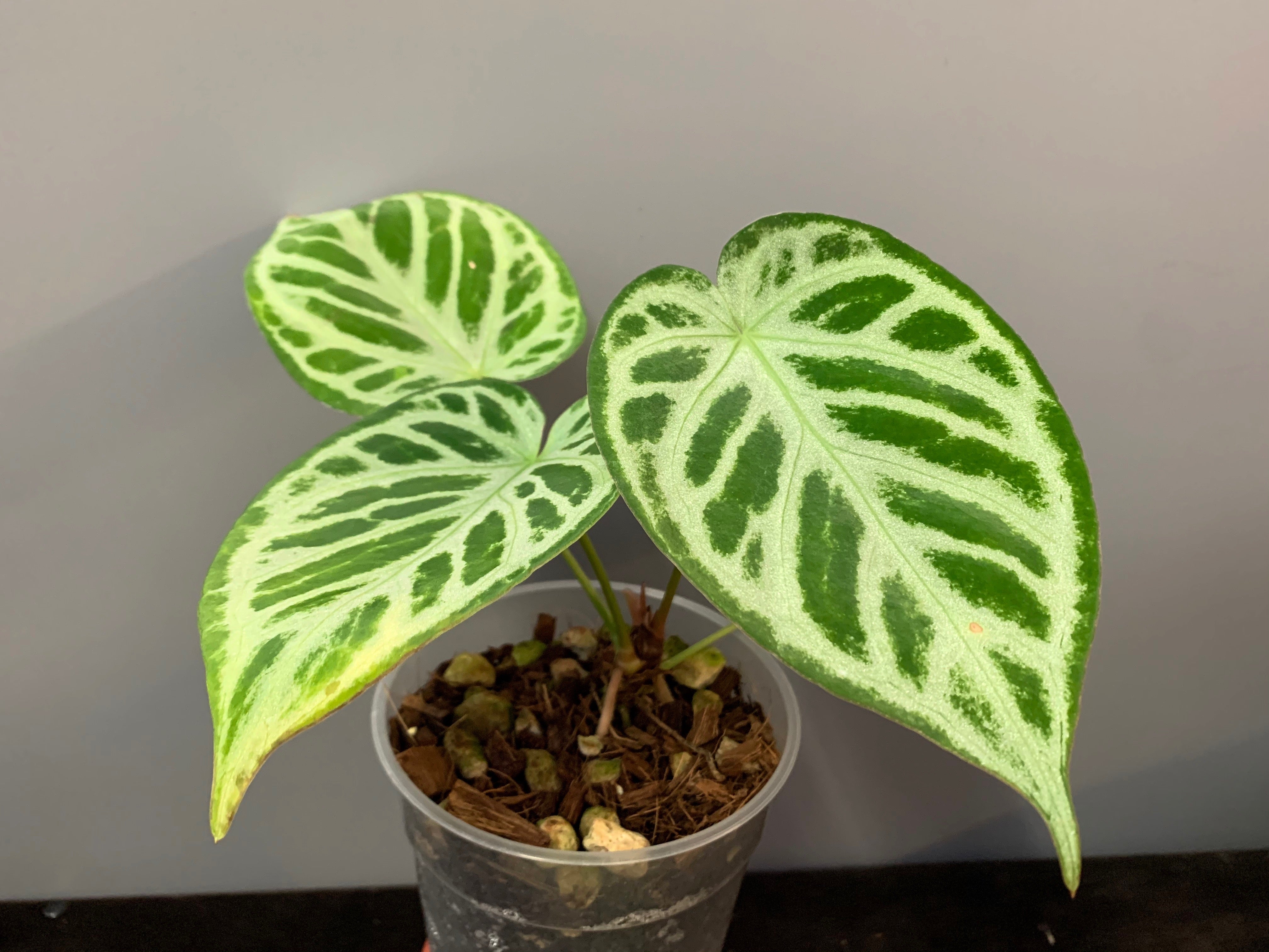 Anthurium crystallinum "Silver Queen" (Klein pflanze)