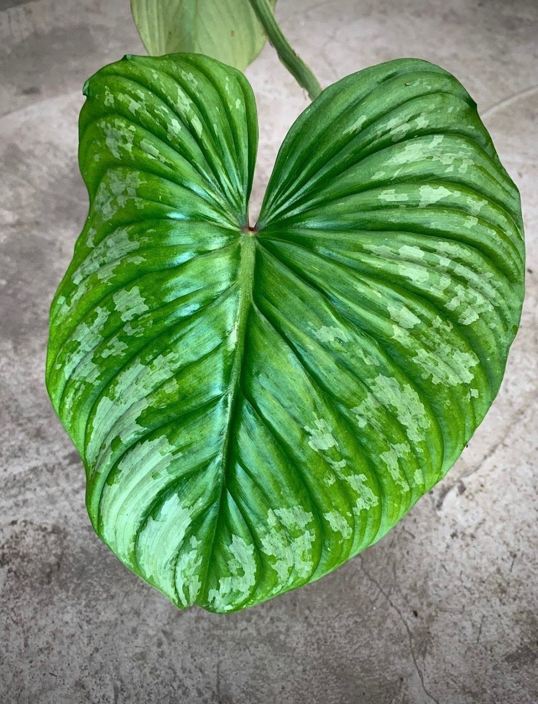 Philodendron mamei
