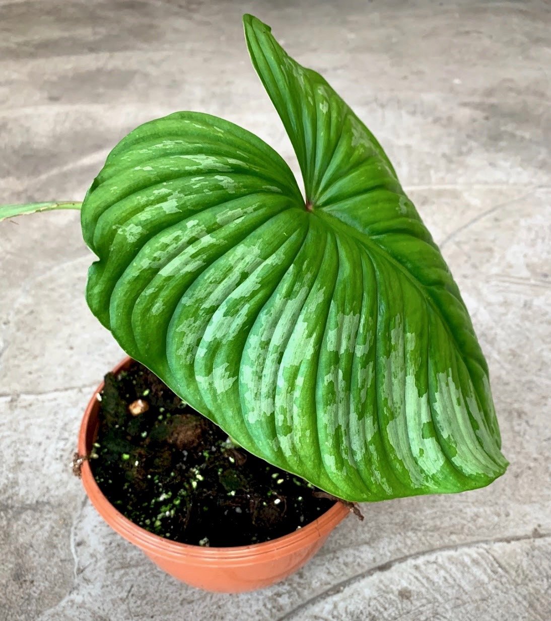 Philodendron mamei