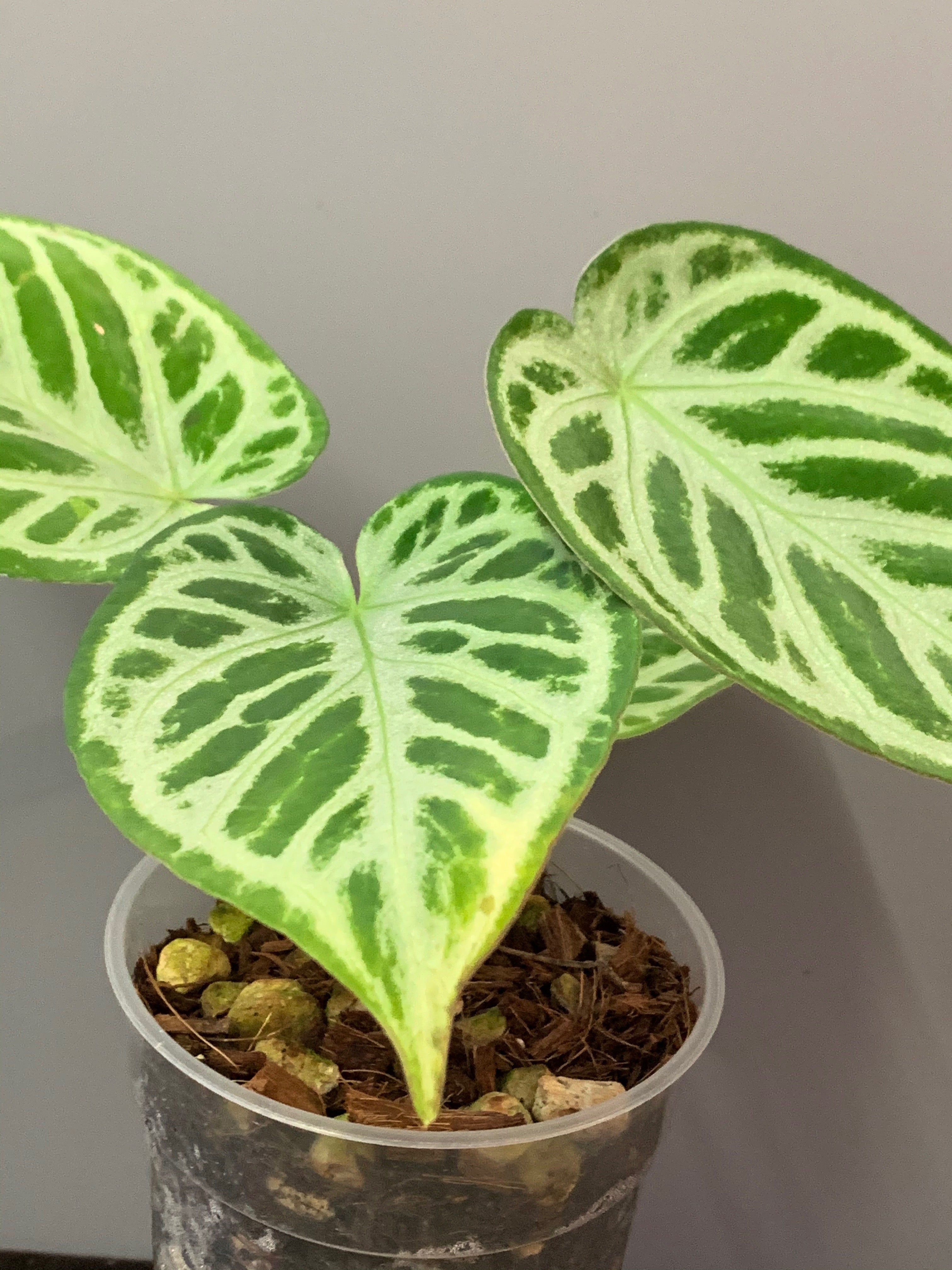 Anthurium crystallinum "Silver Queen" (Big Plant)