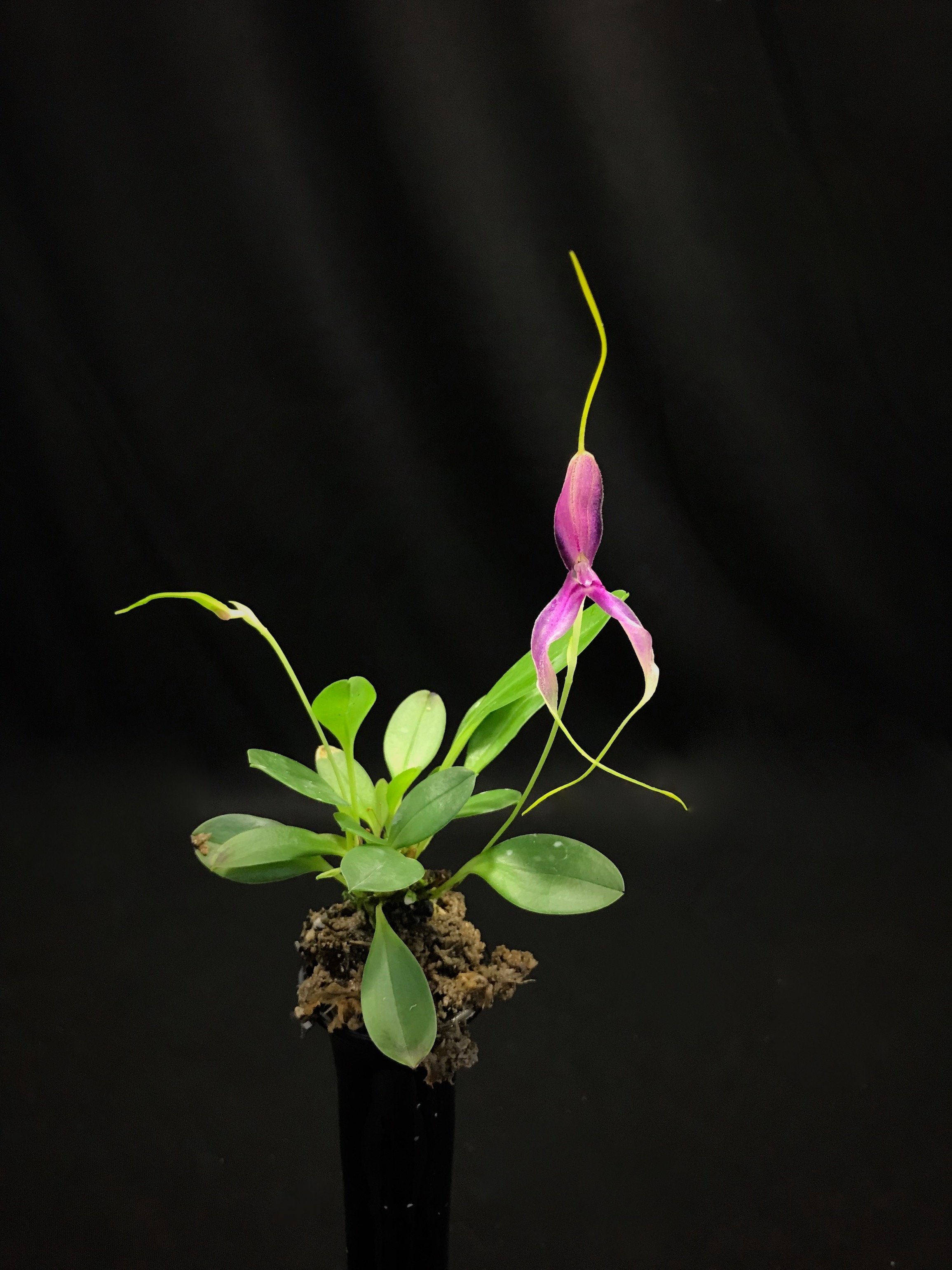 Masdevallia setacea ''special dark, unique selection''