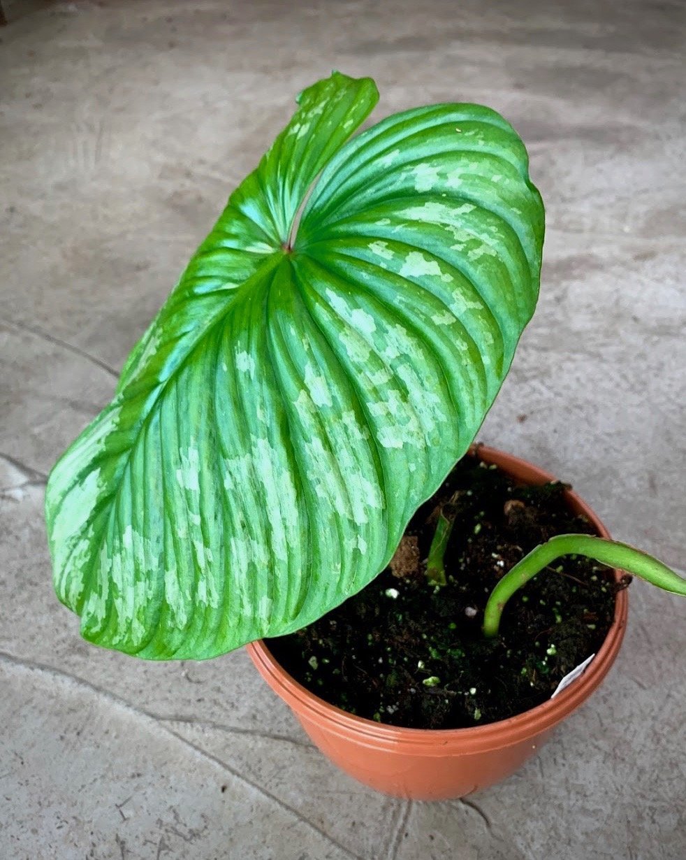 Philodendron mamei