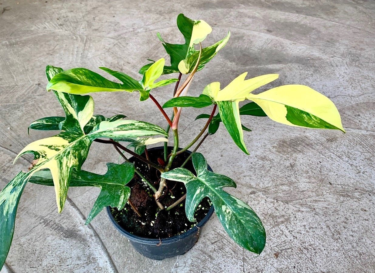 Philodendron Florida Beauty (4-6 Leaves) Highly Variegated