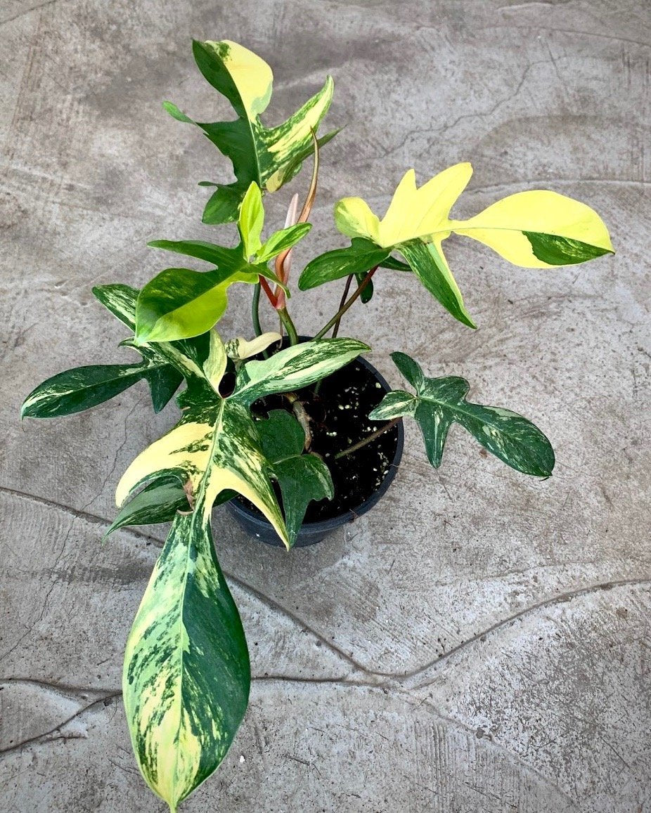Philodendron Florida Beauty (4-6 Leaves) Highly Variegated