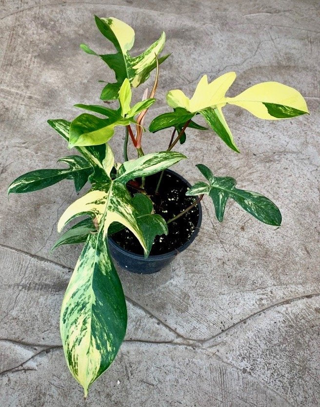 philodendron florida beauty green Philodendron Florida Beauty (2/3 leaves)