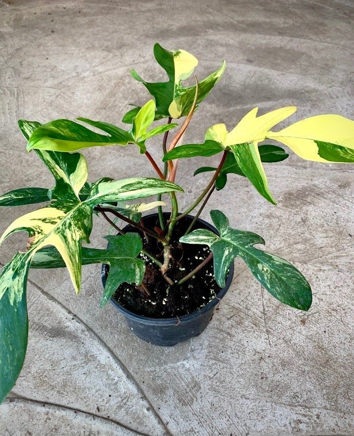 Philodendron Florida Beauty (4-6 Leaves) Highly Variegated