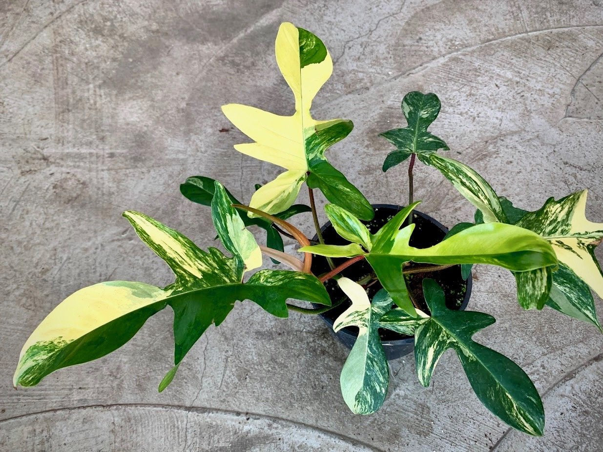 Philodendron Florida Beauty (2/3 leaves)