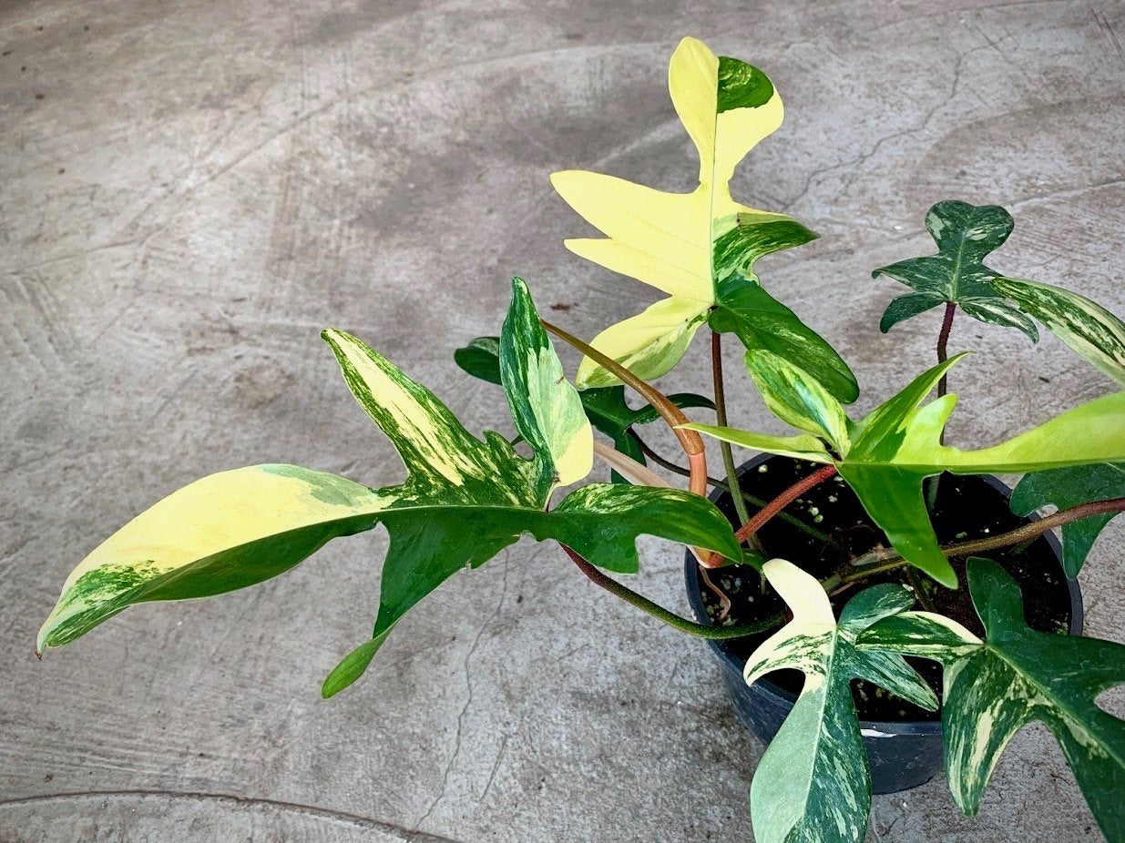 Philodendron Florida Beauty (4-6 Leaves) Highly Variegated