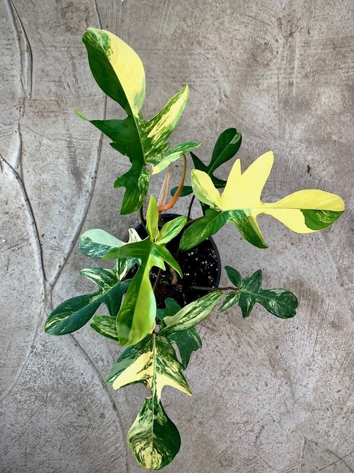 Philodendron Florida Beauty (4-6 Leaves) Highly Variegated