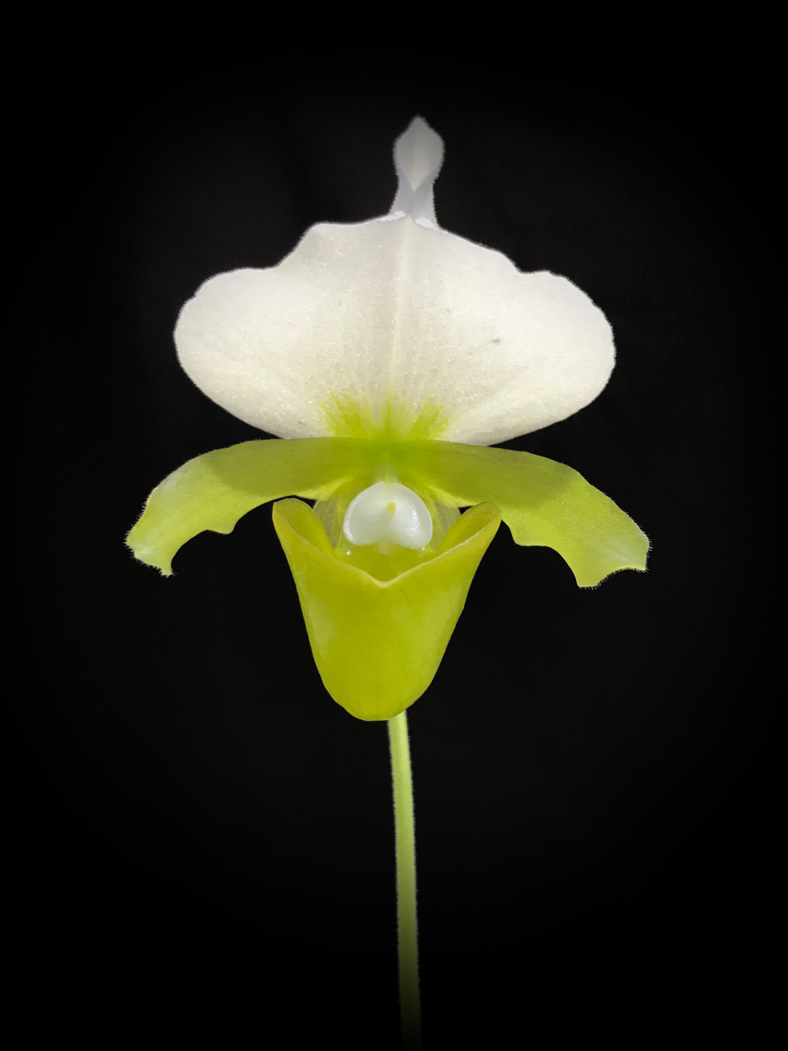 Paphiopedilum charlesworthii alba ''Select''