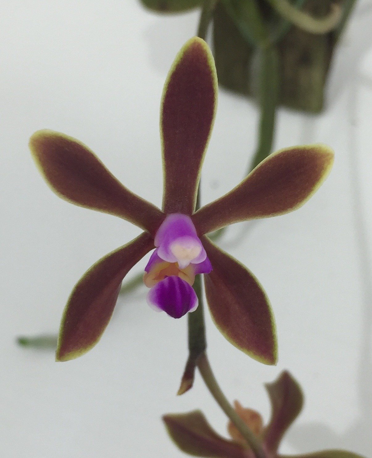 Phalaenopsis stobartiana