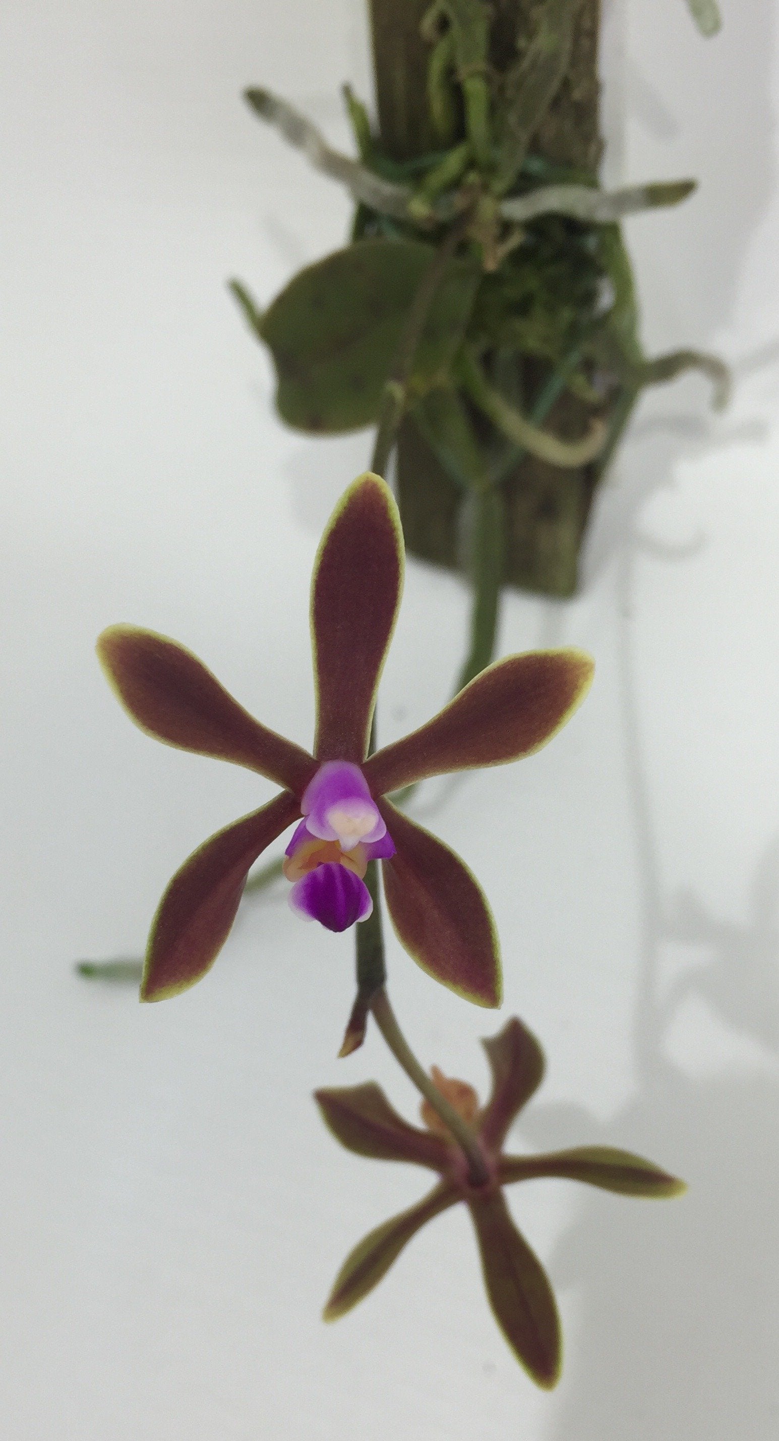 Phalaenopsis stobartiana