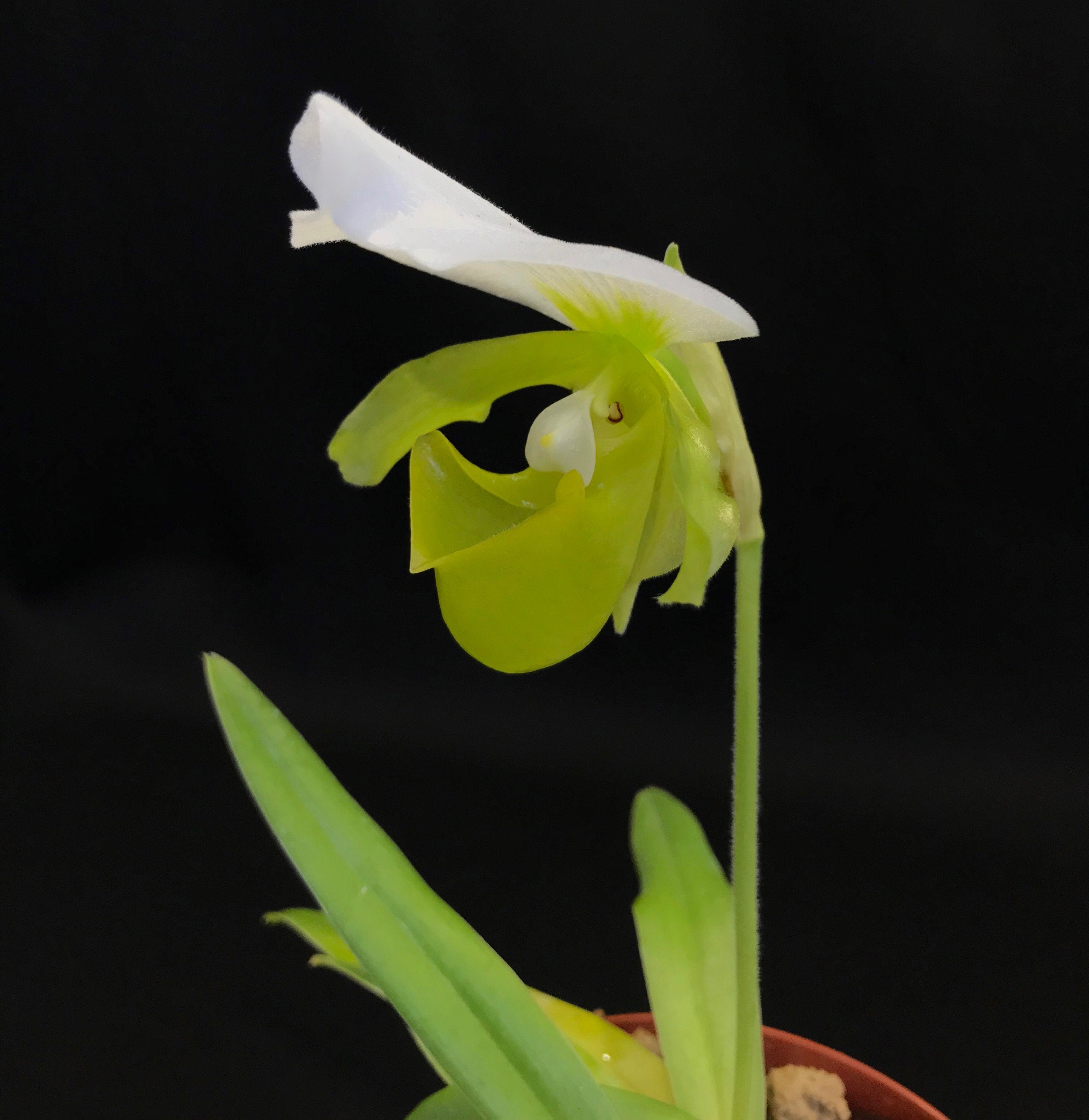 Paphiopedilum charlesworthii alba ''Select''