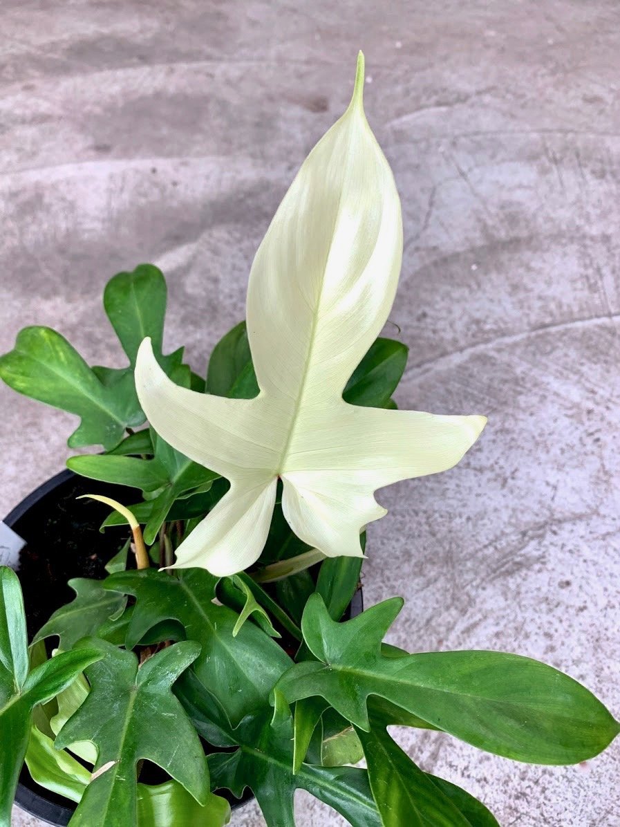 Philodendron "Florida Ghost" (Very Limited Available) 'Small Plant'