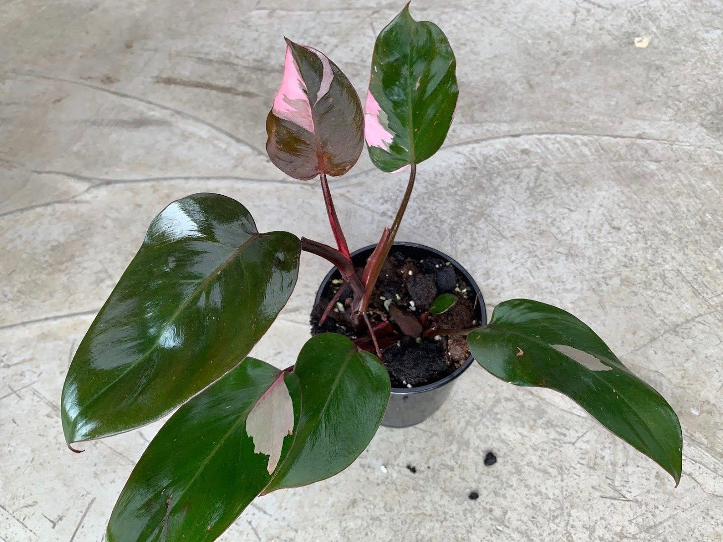 Philodendron Pink Princess