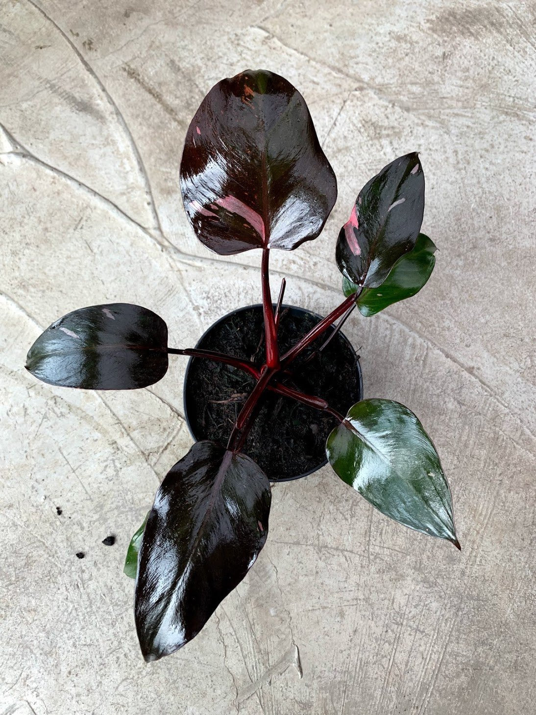 Philodendron Pink Princess (nicht viel pink im Moment)