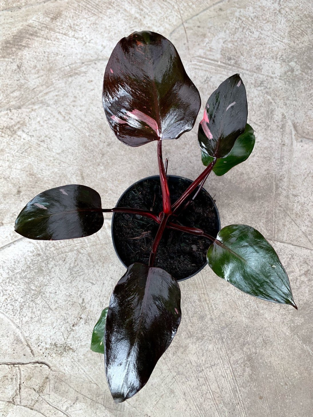 Philodendron Pink Princess (nicht viel pink im Moment)