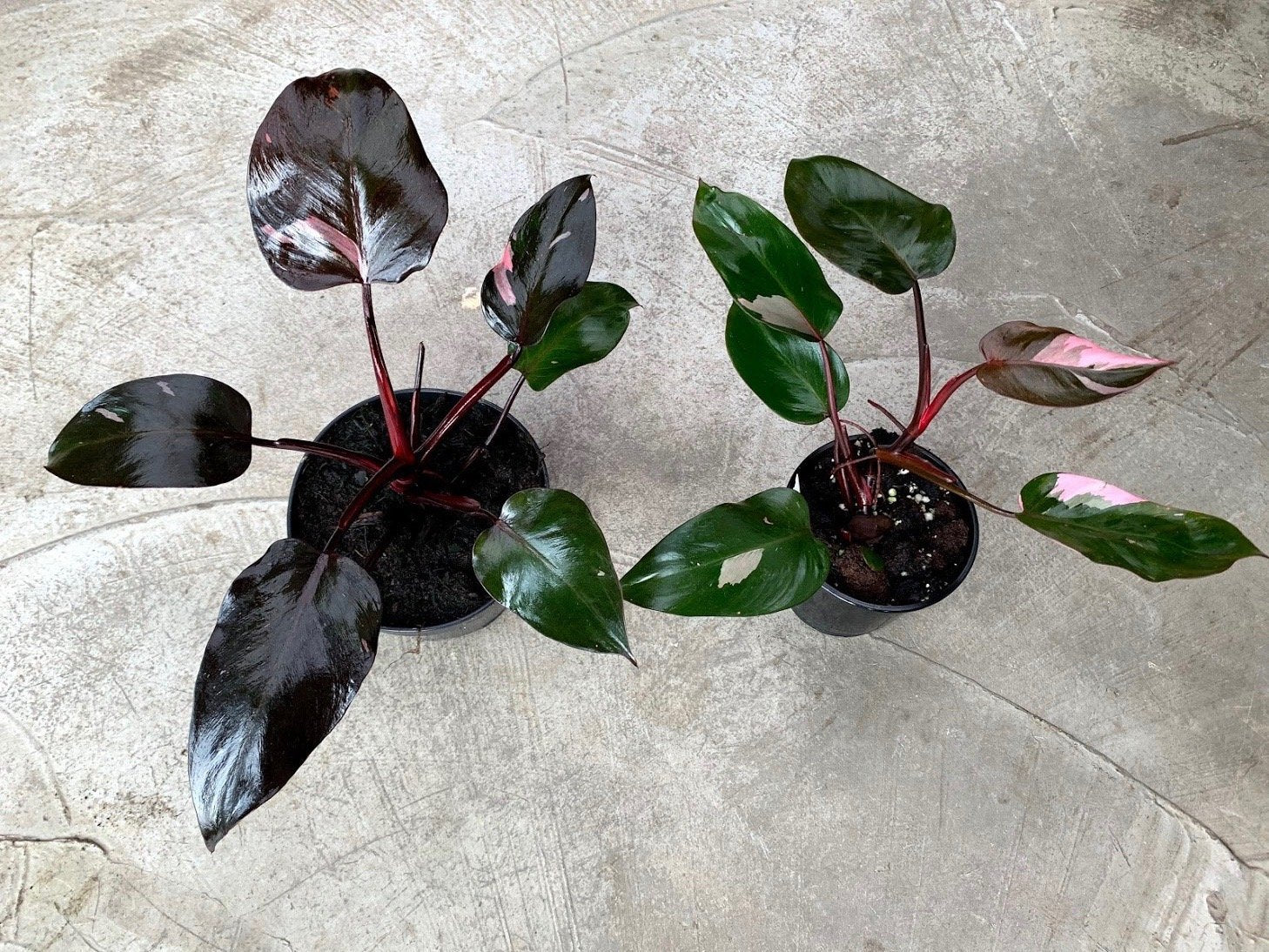 Philodendron Pink Princess