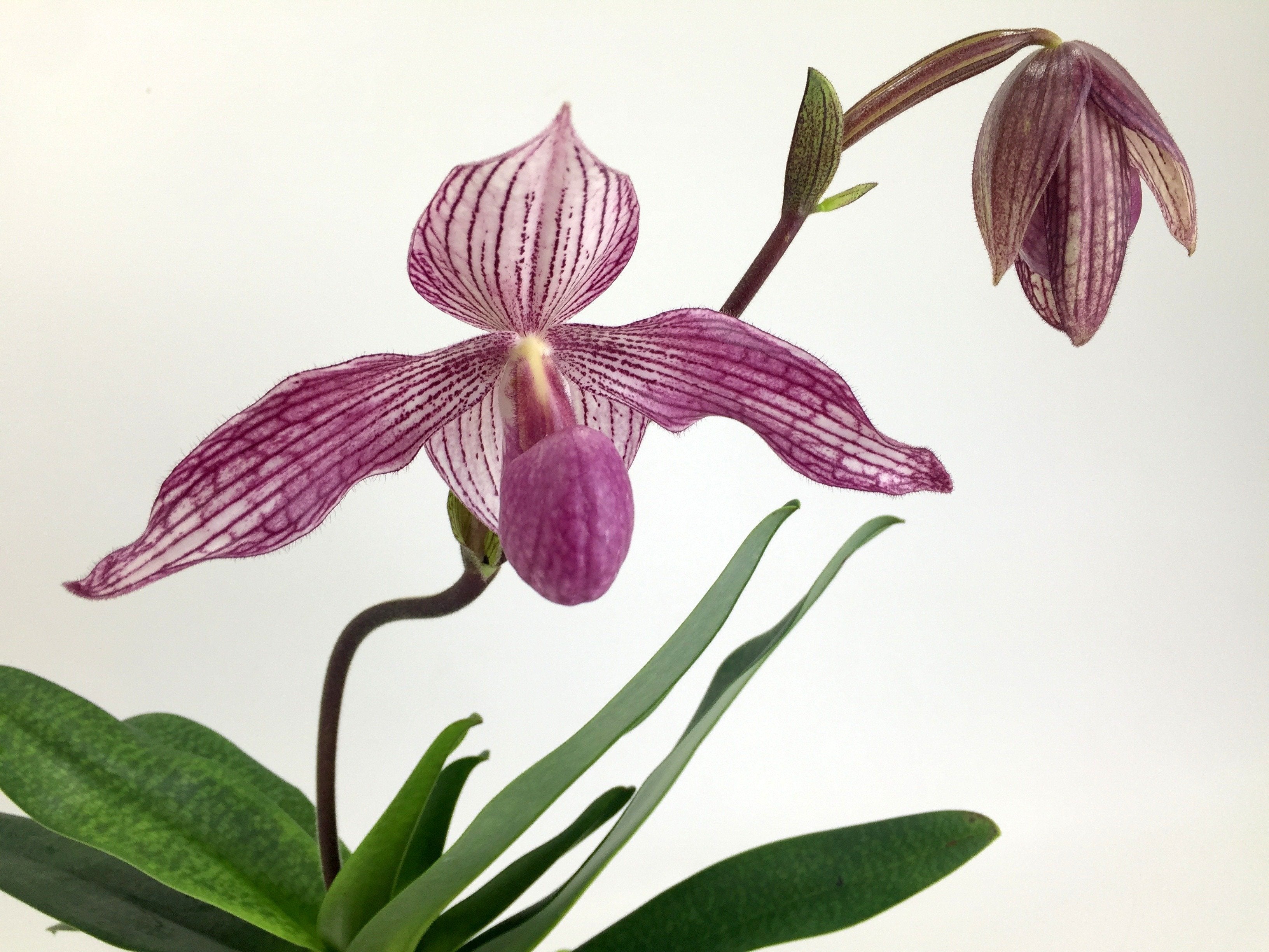 Paphiopedilum Delrosi (delenatii x rothschildianum) "Big Plant"