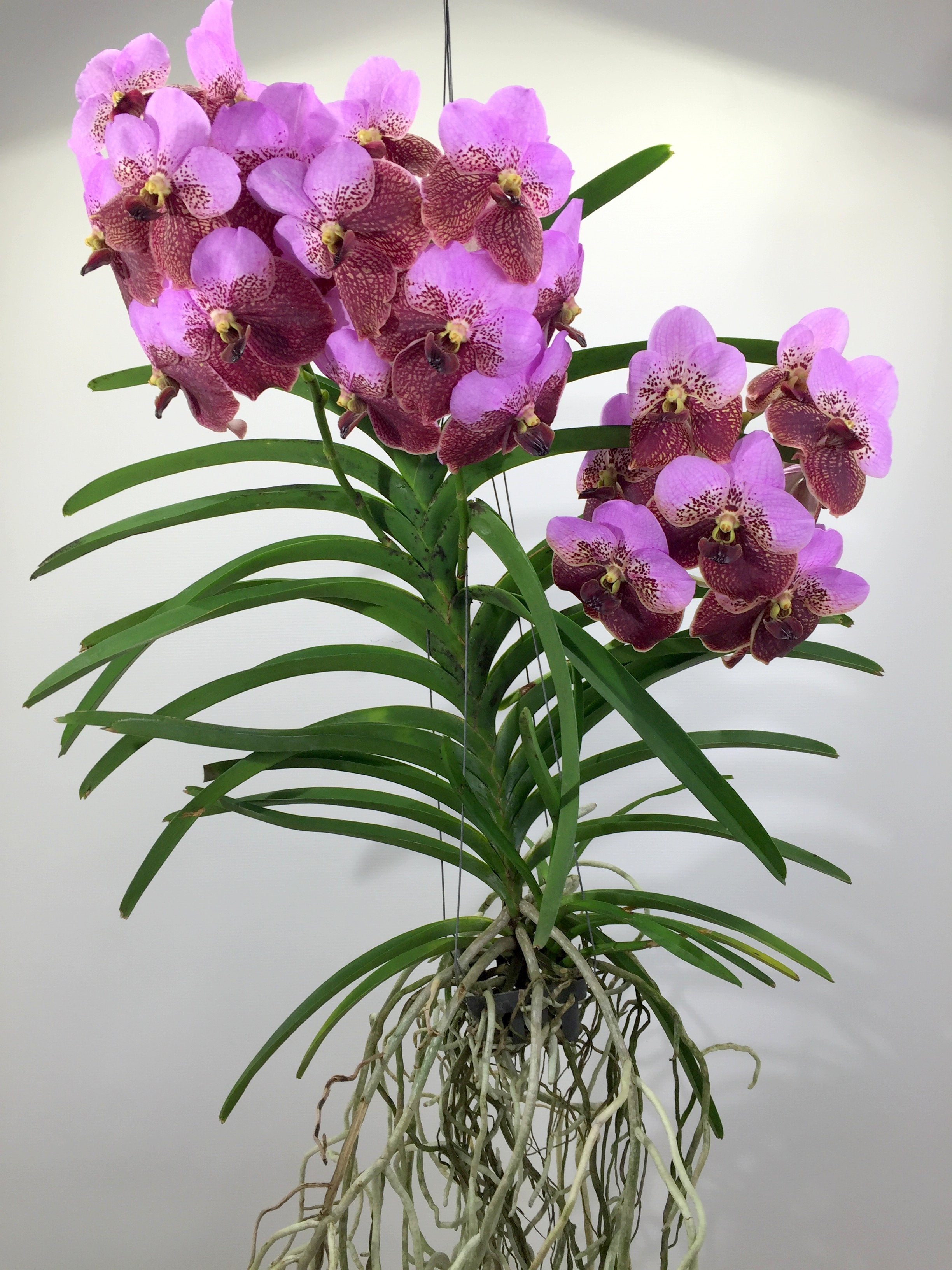 Vanda sanderiana