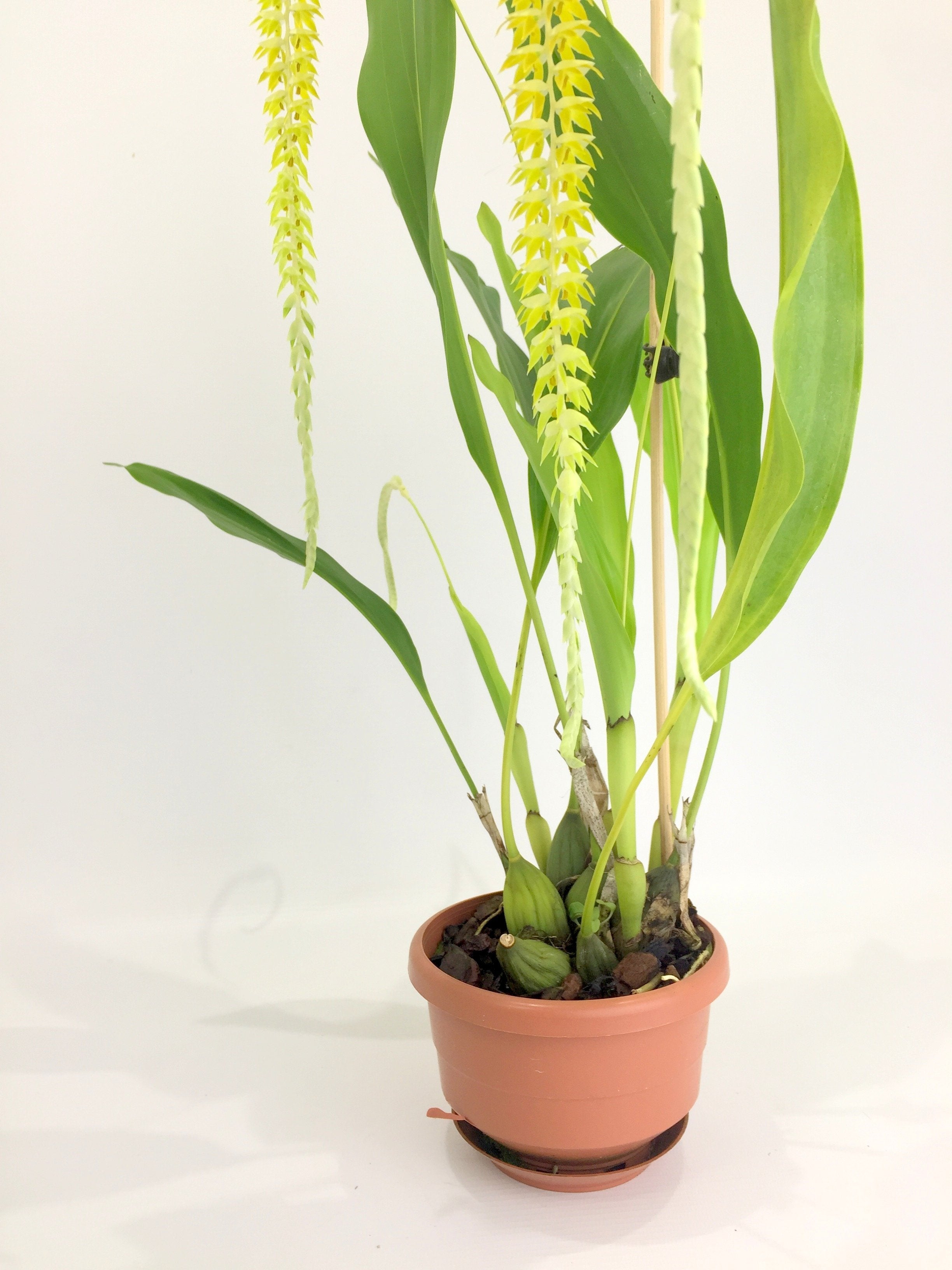 Dendrochilum glumaceum