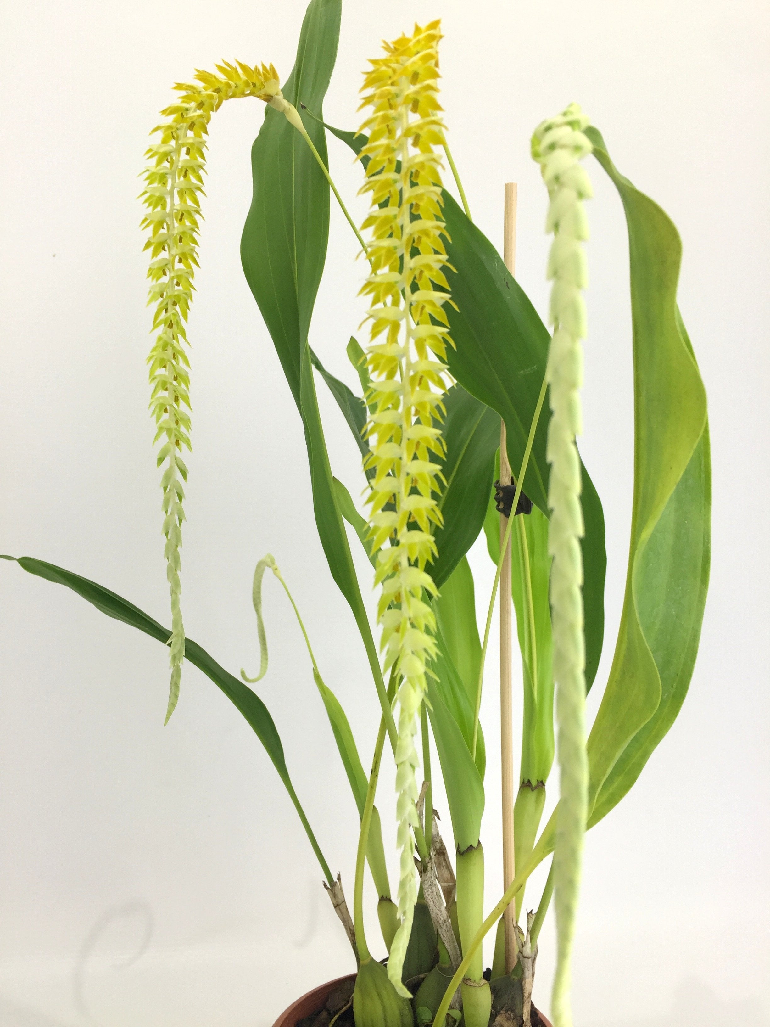 Dendrochilum glumaceum