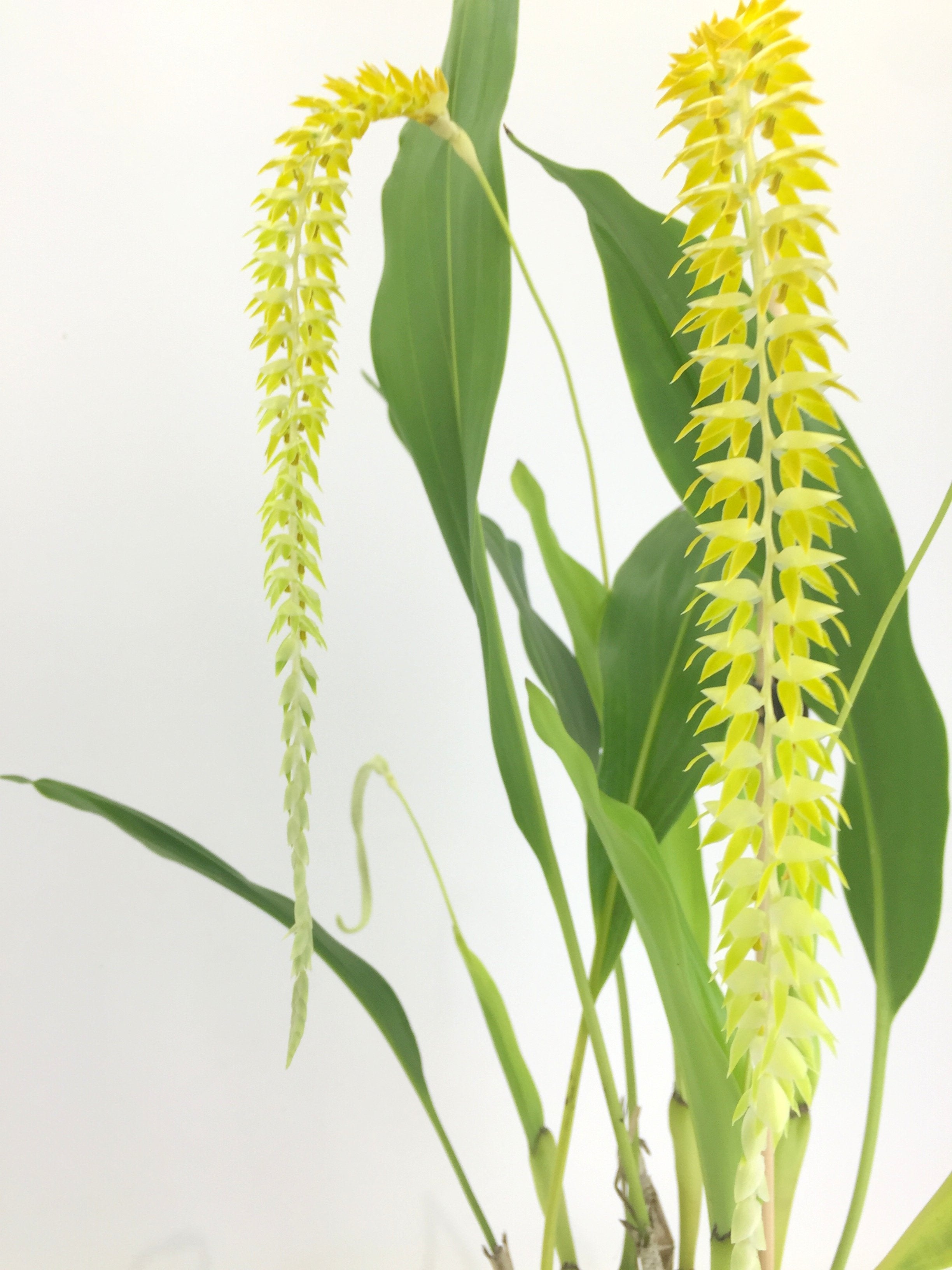 Dendrochilum glumaceum