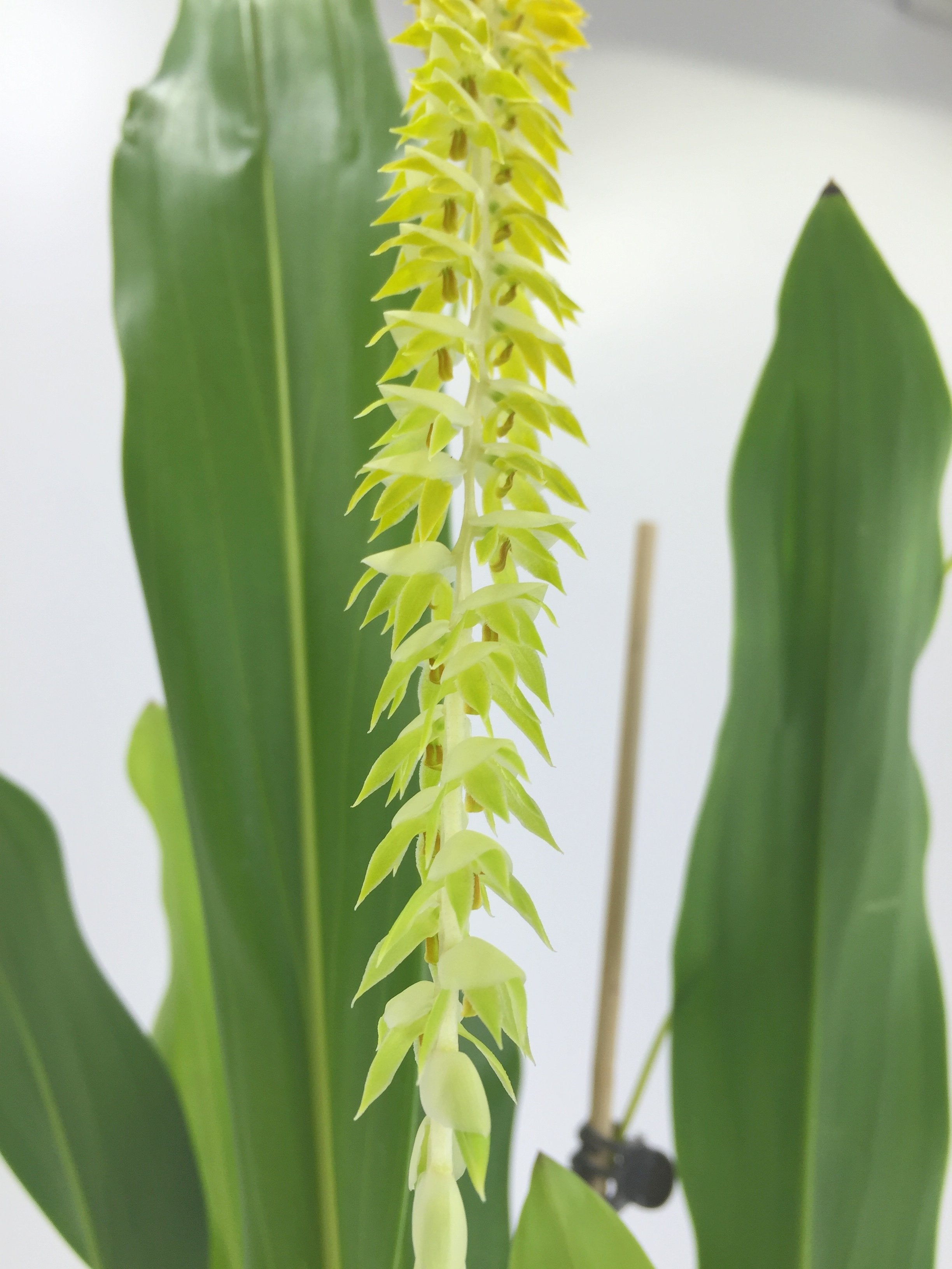 Dendrochilum glumaceum