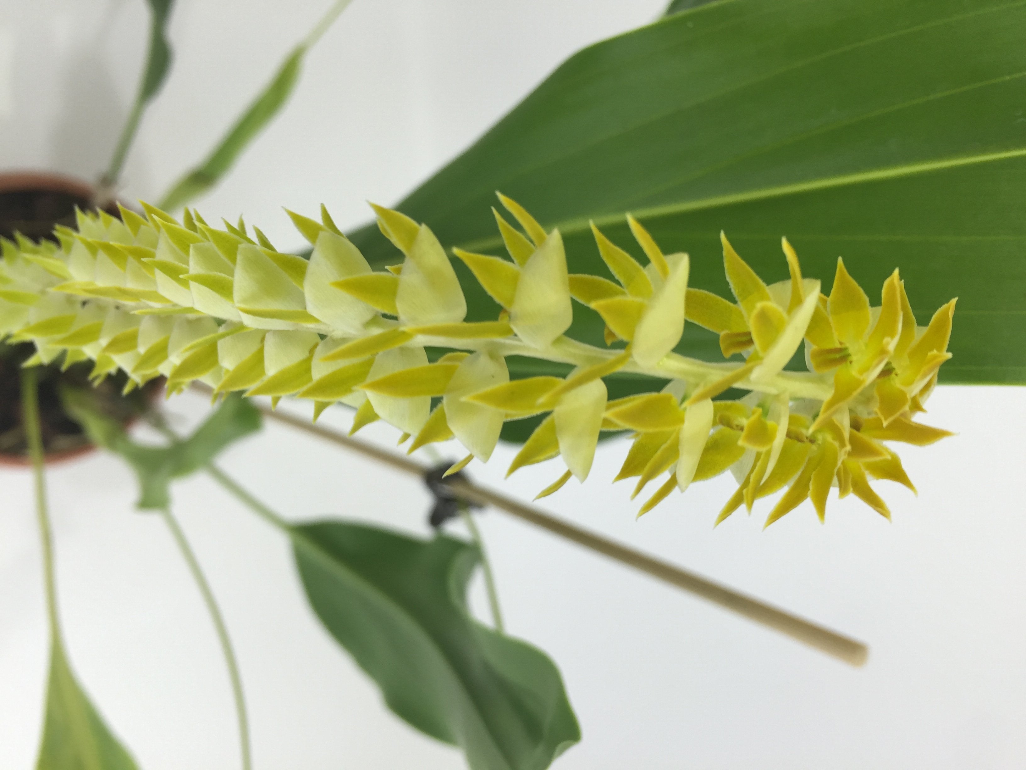 Dendrochilum glumaceum