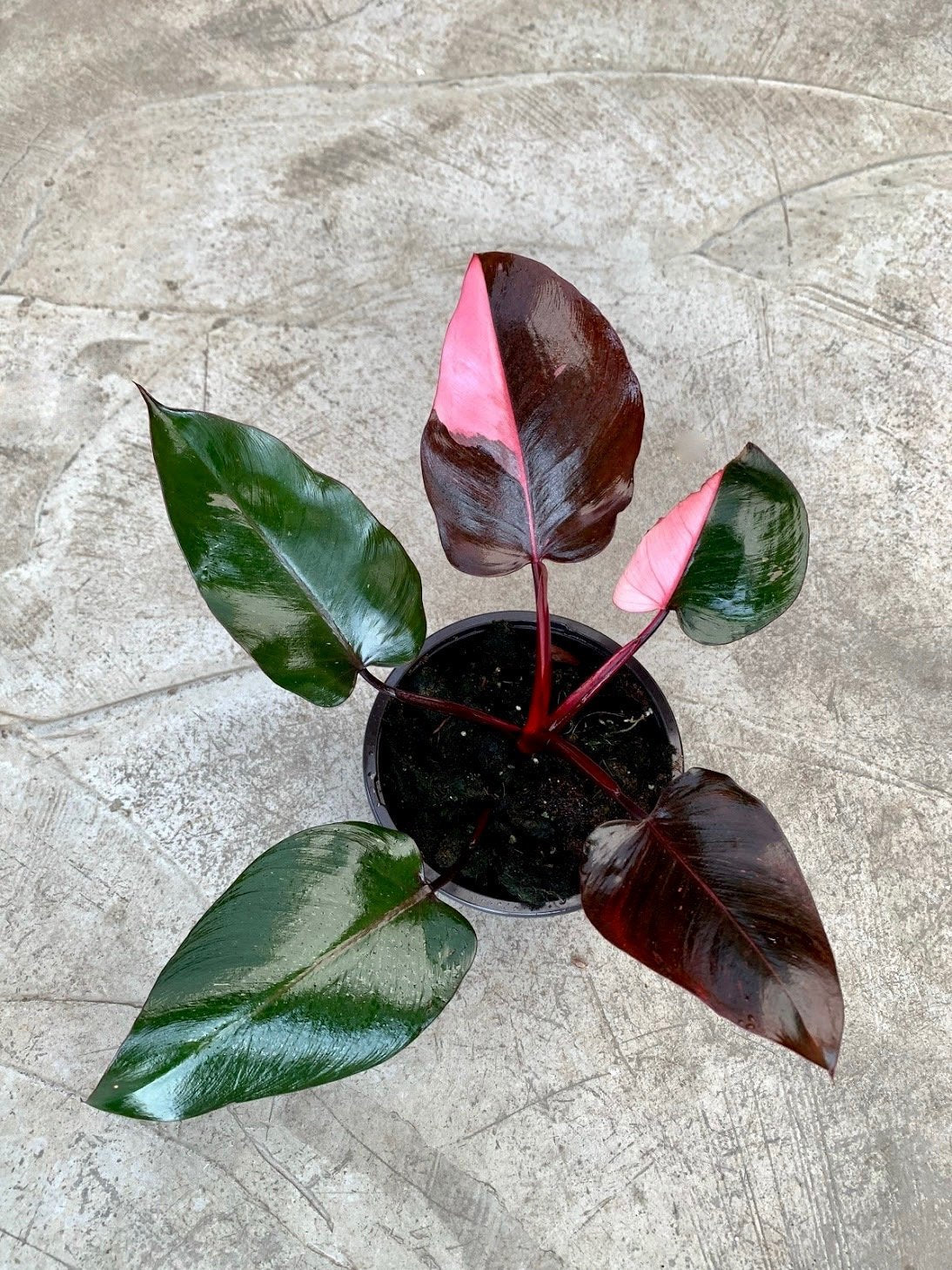 Philodendron Pink Princess