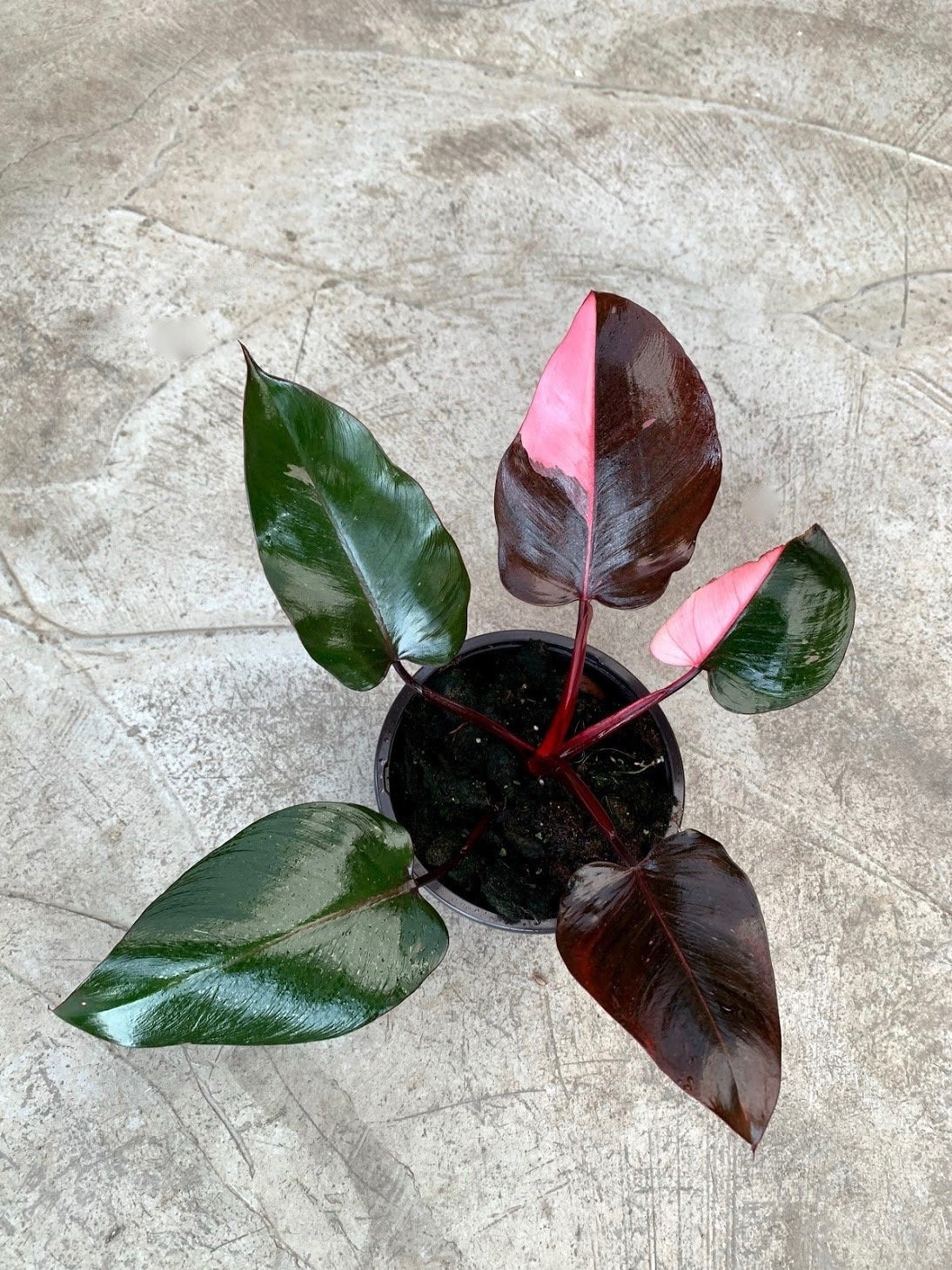 Philodendron Pink Princess