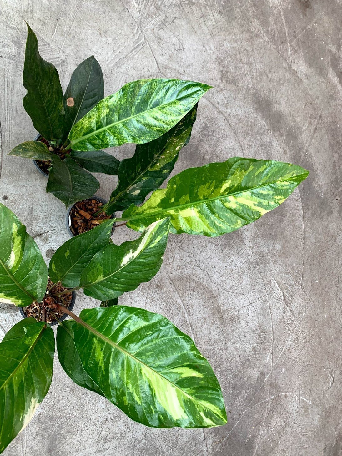 Anthurium Thai Hybrid "Variegata"