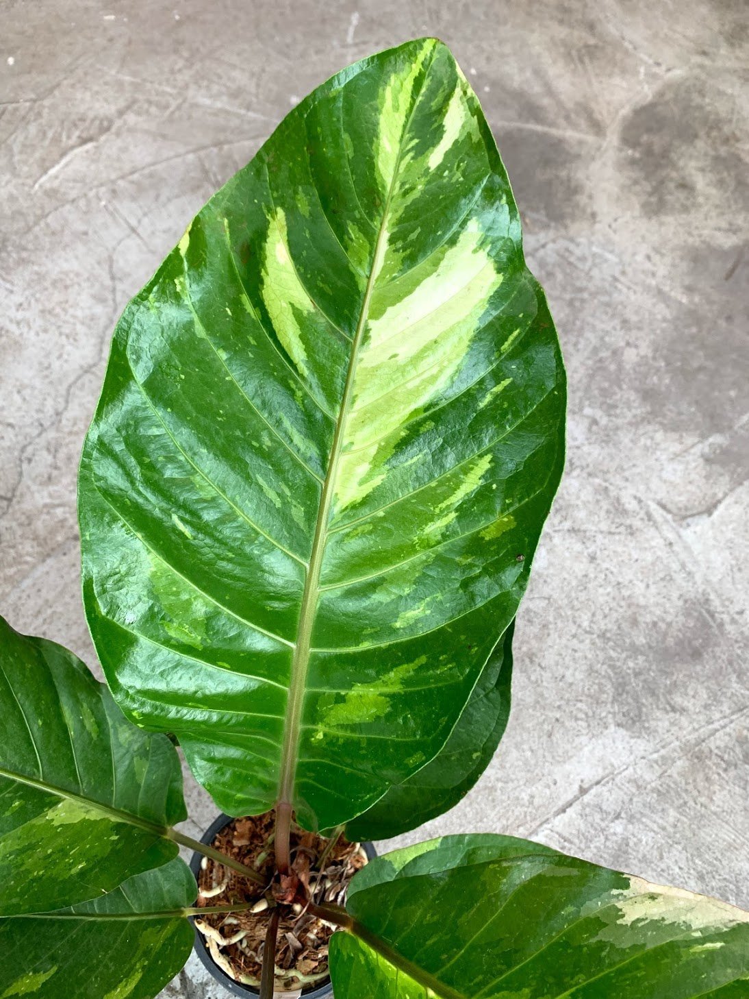 Anthurium Thai Hybrid "Variegata"