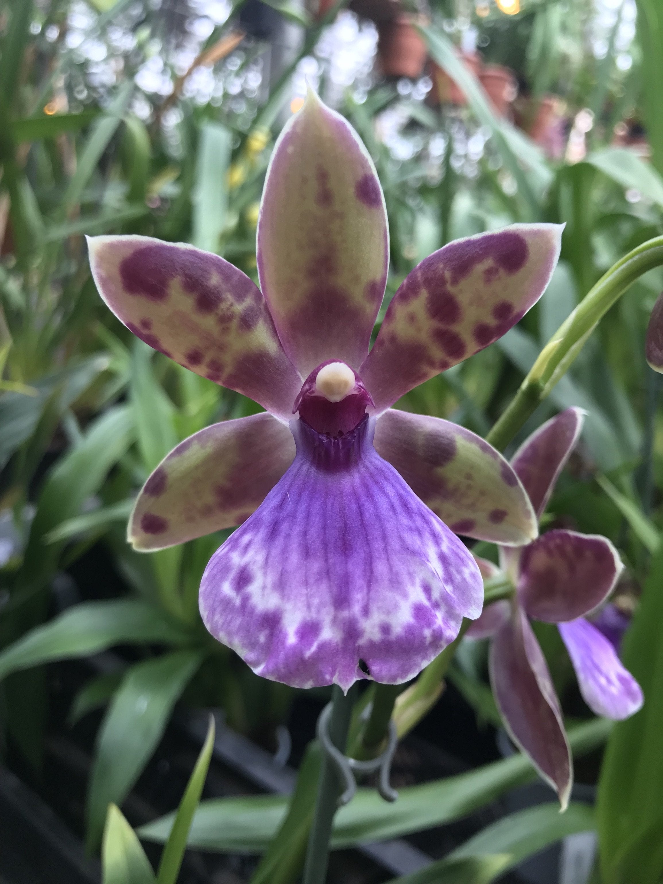 Zygopetalum Bärbel Hahn
