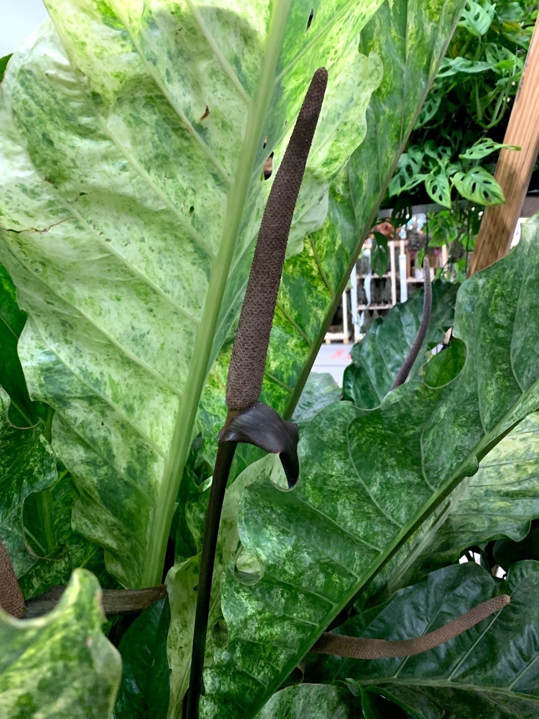 Anthurium Thai Hybrid "Variegata"