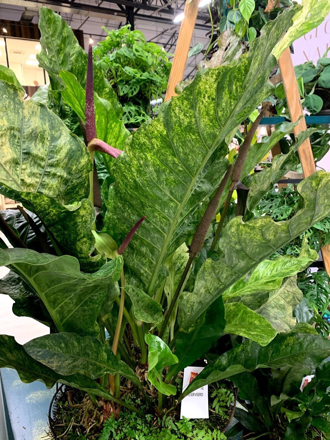 anthurium thai hybrid variegata Anthurium Thai Hybrid "Variegata"