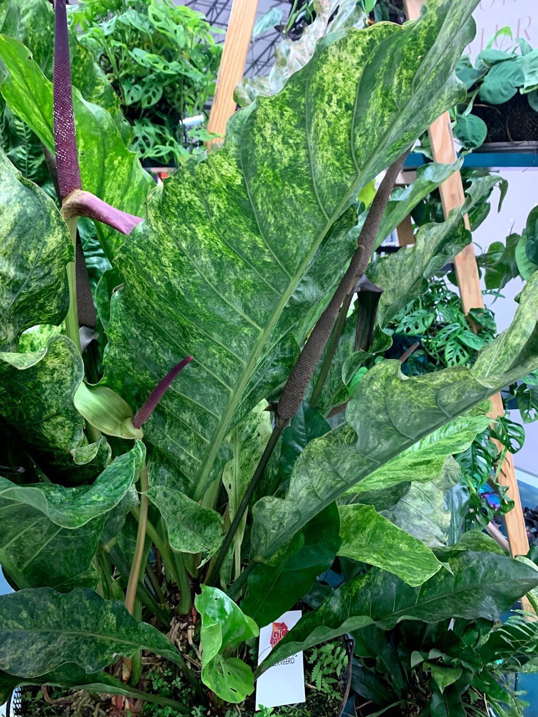 Anthurium Thai Hybrid "Variegata"