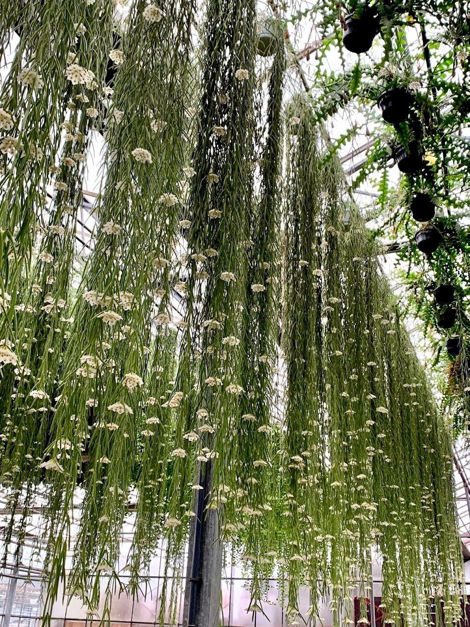 Hoya linearis "XXL Big" (90/100 cm Long)