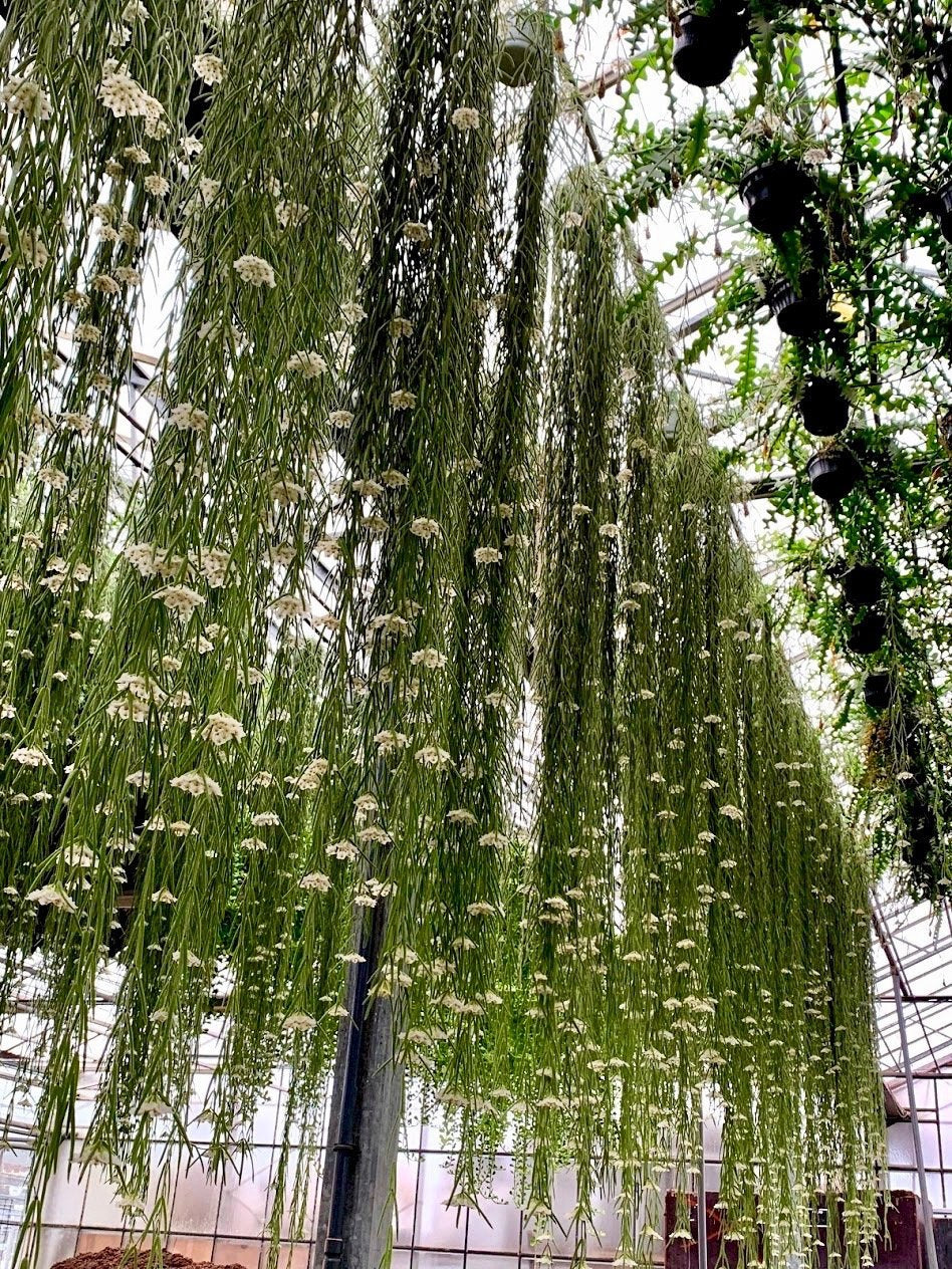 Hoya linearis "XXL Big" (90/100 cm Long)