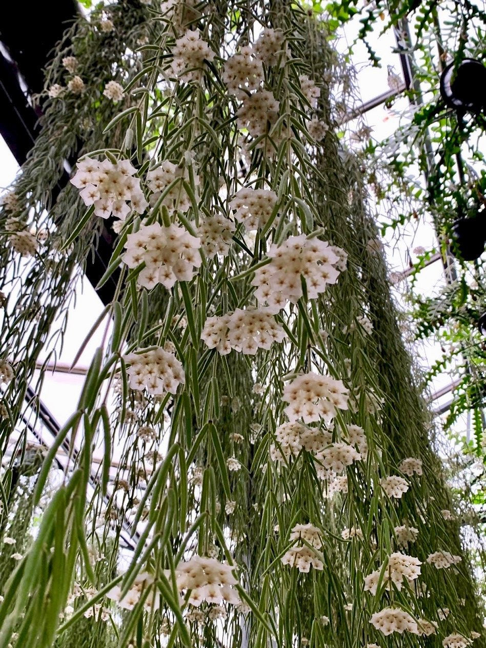 Hoya linearis "XXL Big" (90/100 cm Long)