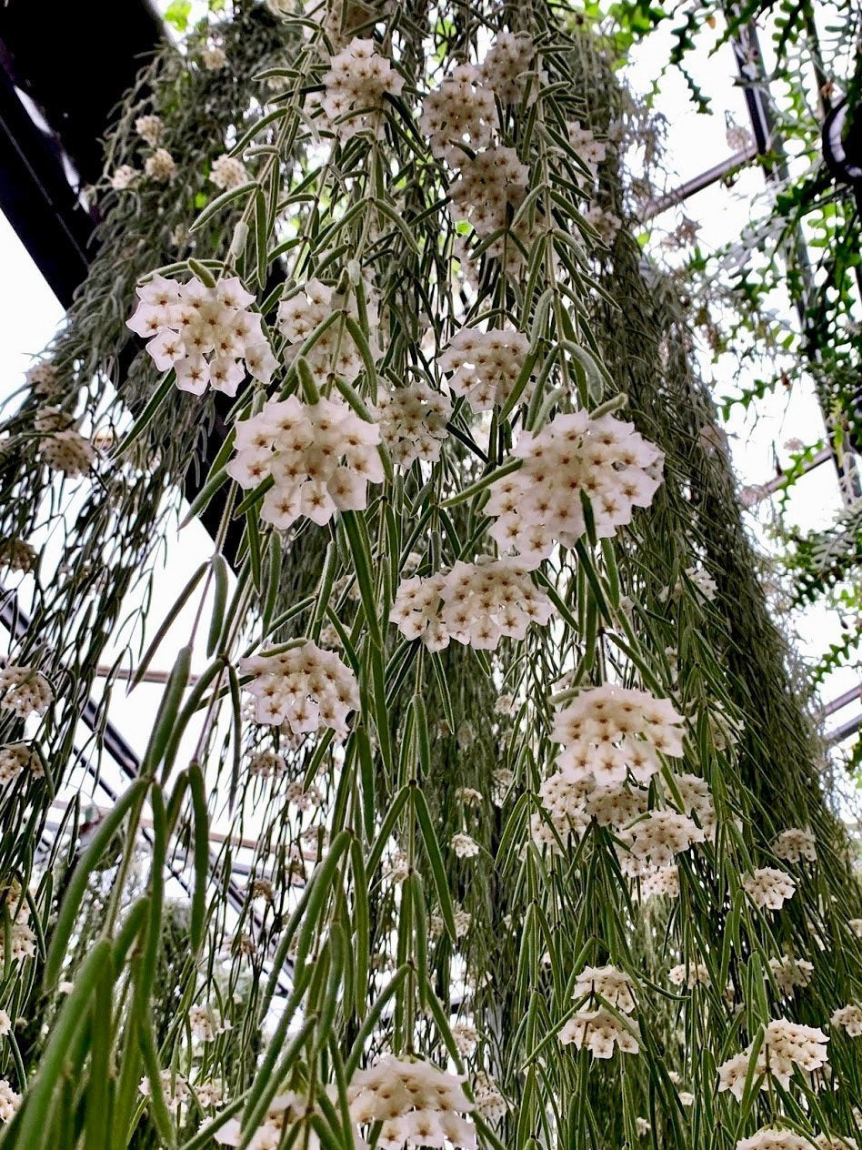 Hoya linearis "XXL Big" (90/100 cm Long)